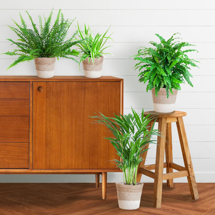 Diervriendelijke planten