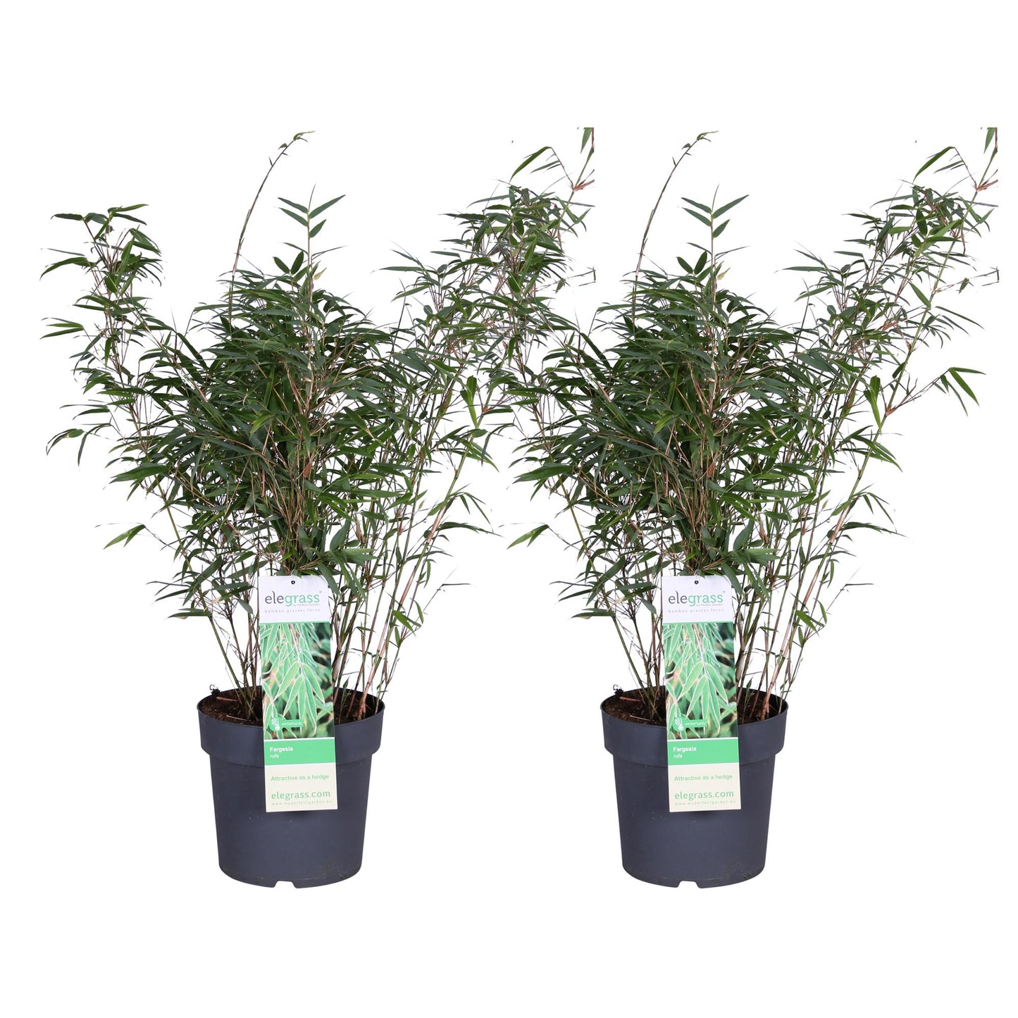 2x Fargesia rufa - ↨80cm - Ø23