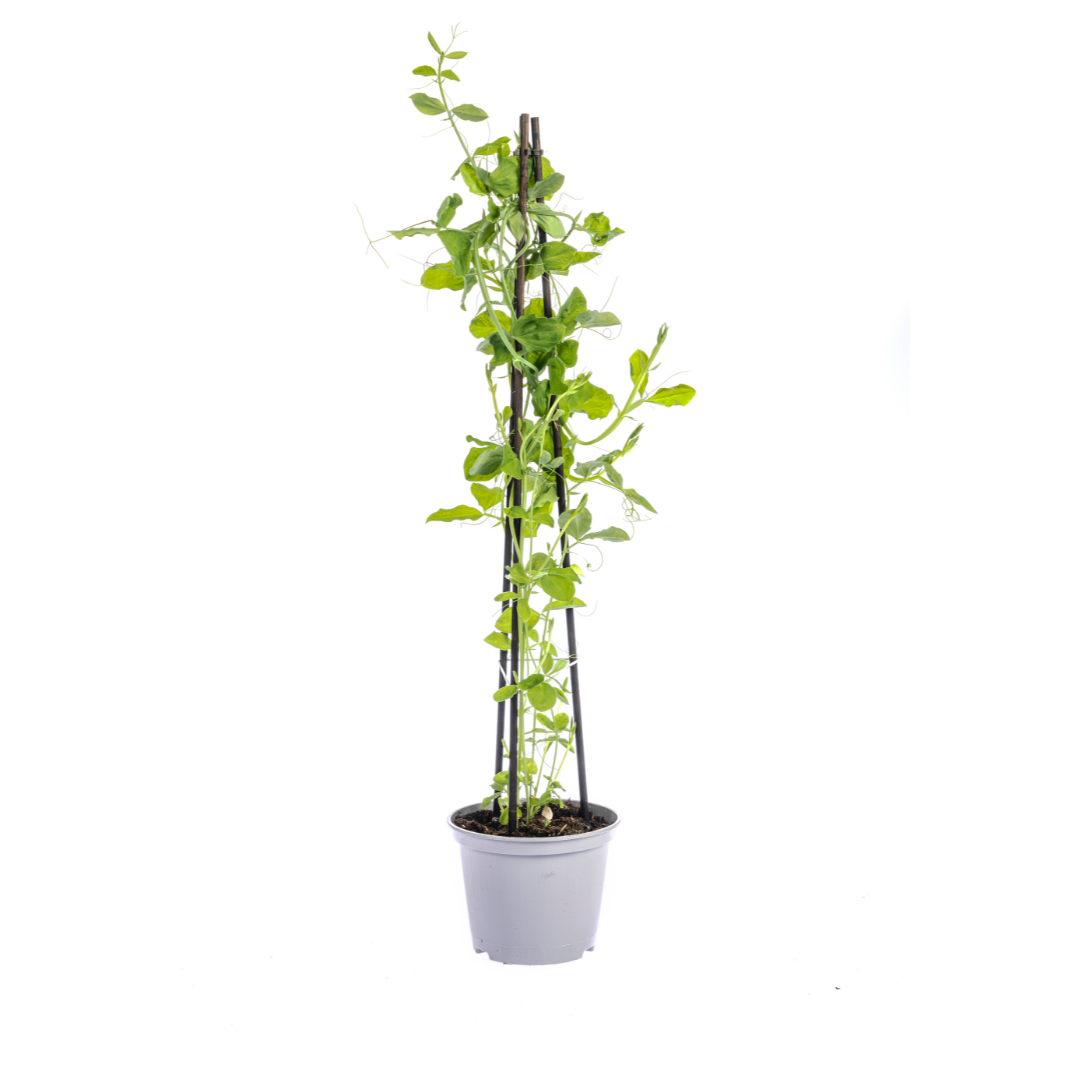 Mix aus Kletterpflanzen: Rhodochiton, Cobea, Lathyrus & Ipomoea Ø13 cm - ↕60 cm