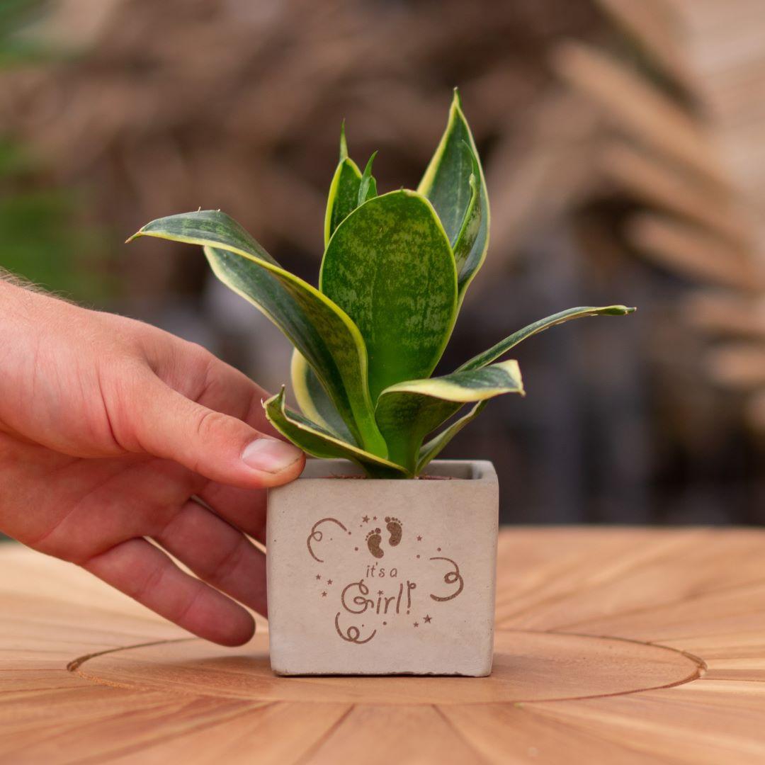 Congreet plantpots + Sansevieria | It's a girl
