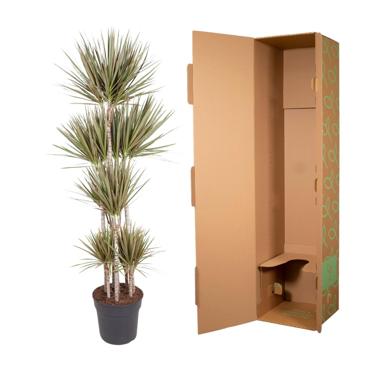 Dracaena Bicolor Carrousel - 190 cm - ø34