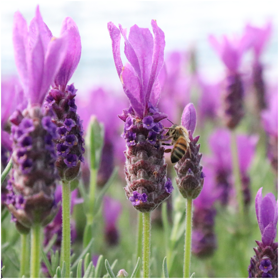 Plants by Frank - Lavandula stoechas Anouk® op stam in Lavendelprint sierpot - 15 cm pot - set van 2 Franse Lavendels op stam in sierpot