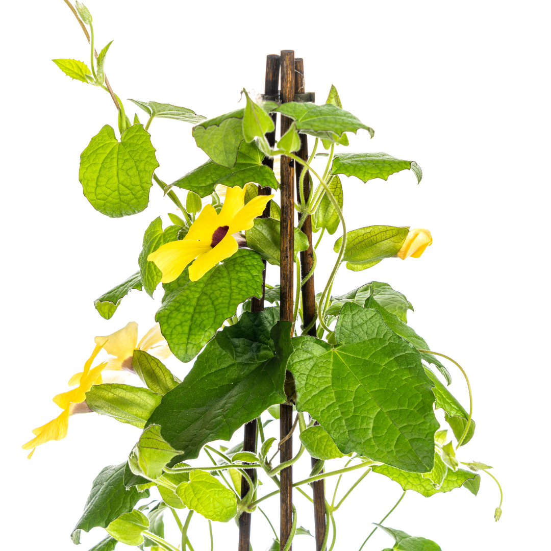 Thunbergia alata Sunny Susy Yellow Ø13 cm - ↕60 cm
