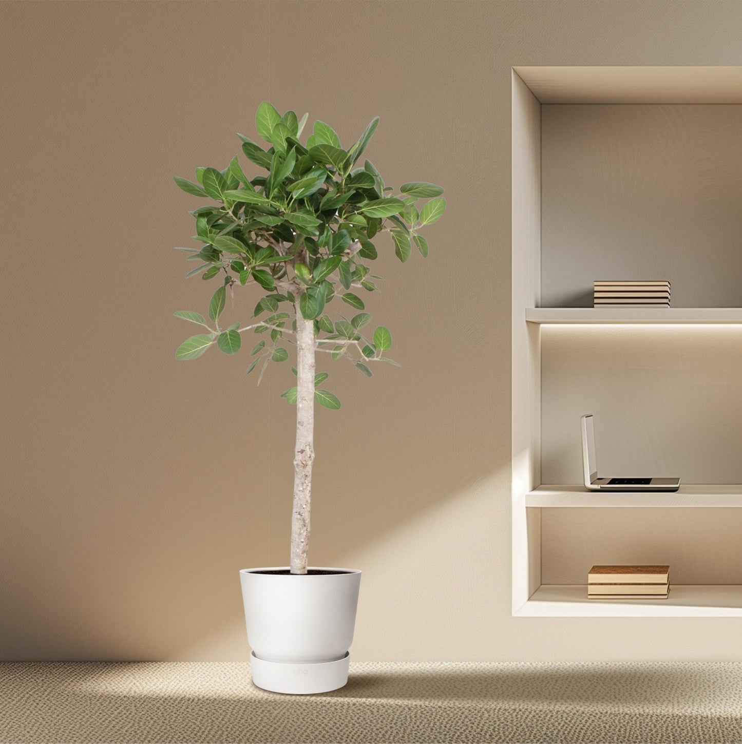 Ficus Benghalensis boom - 190 cm - ø40