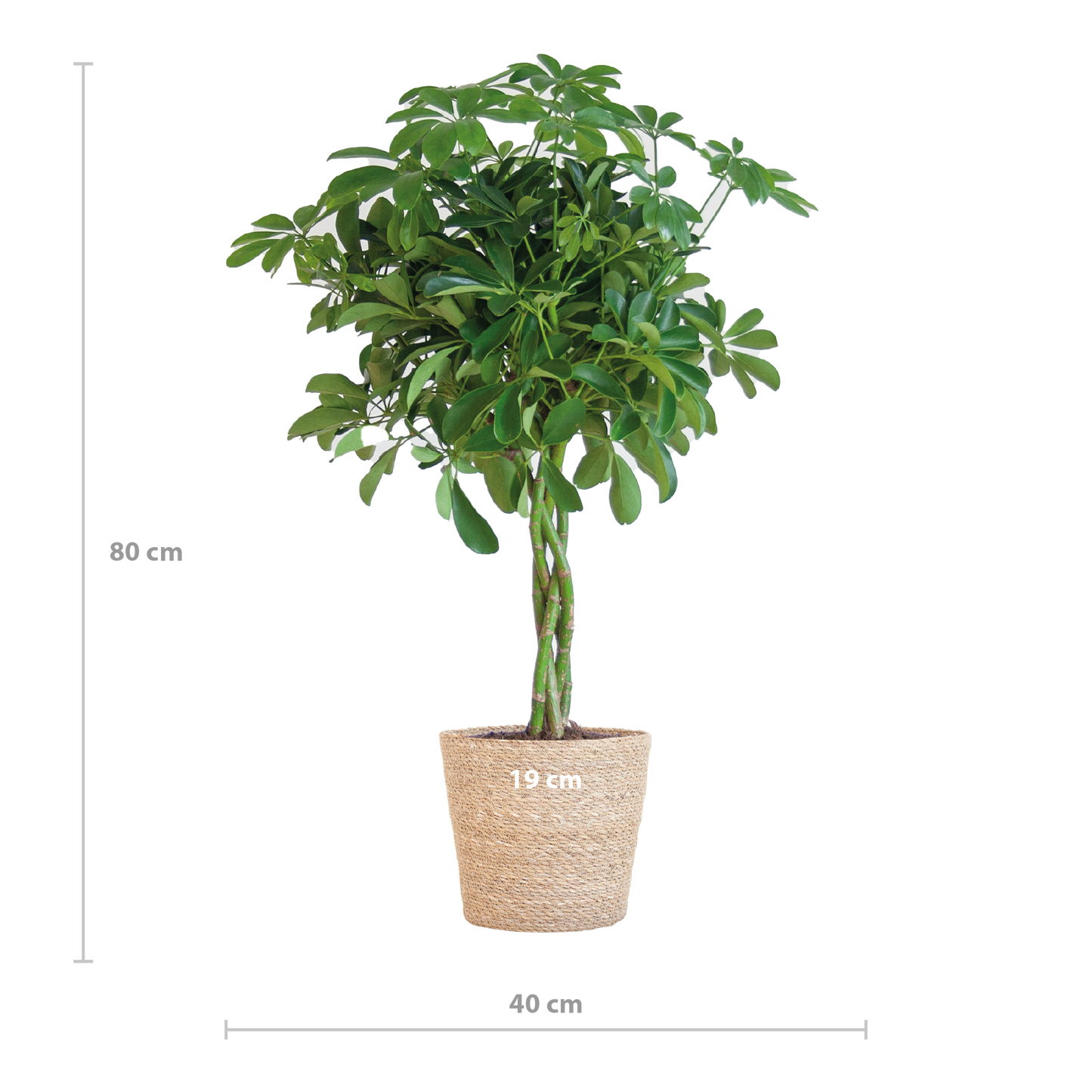Schefflera Arab Nora met Mand Sofia naturel - 70cm - Ø21