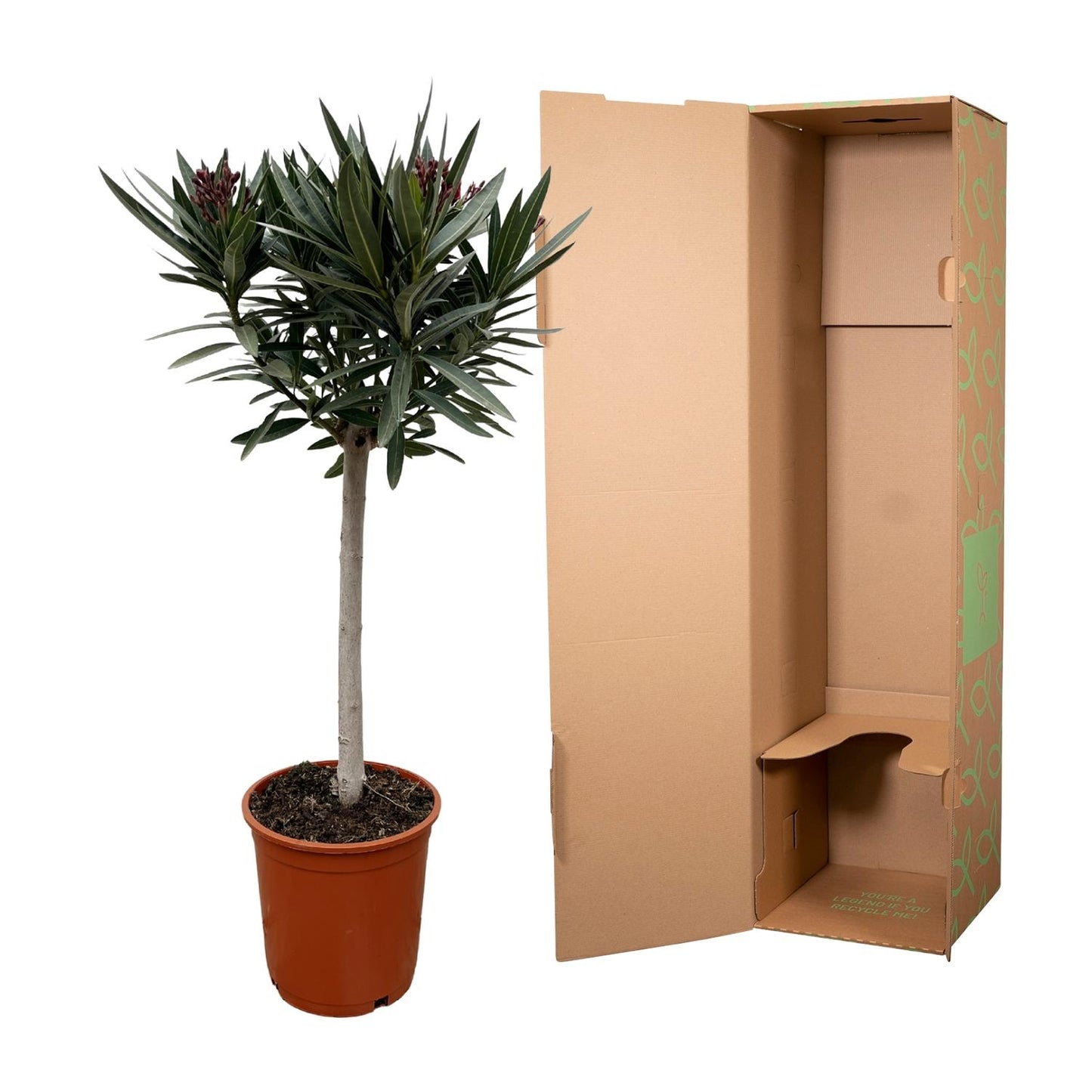Nerium Oleander op stam met witte bloem - 90cm - Ø22