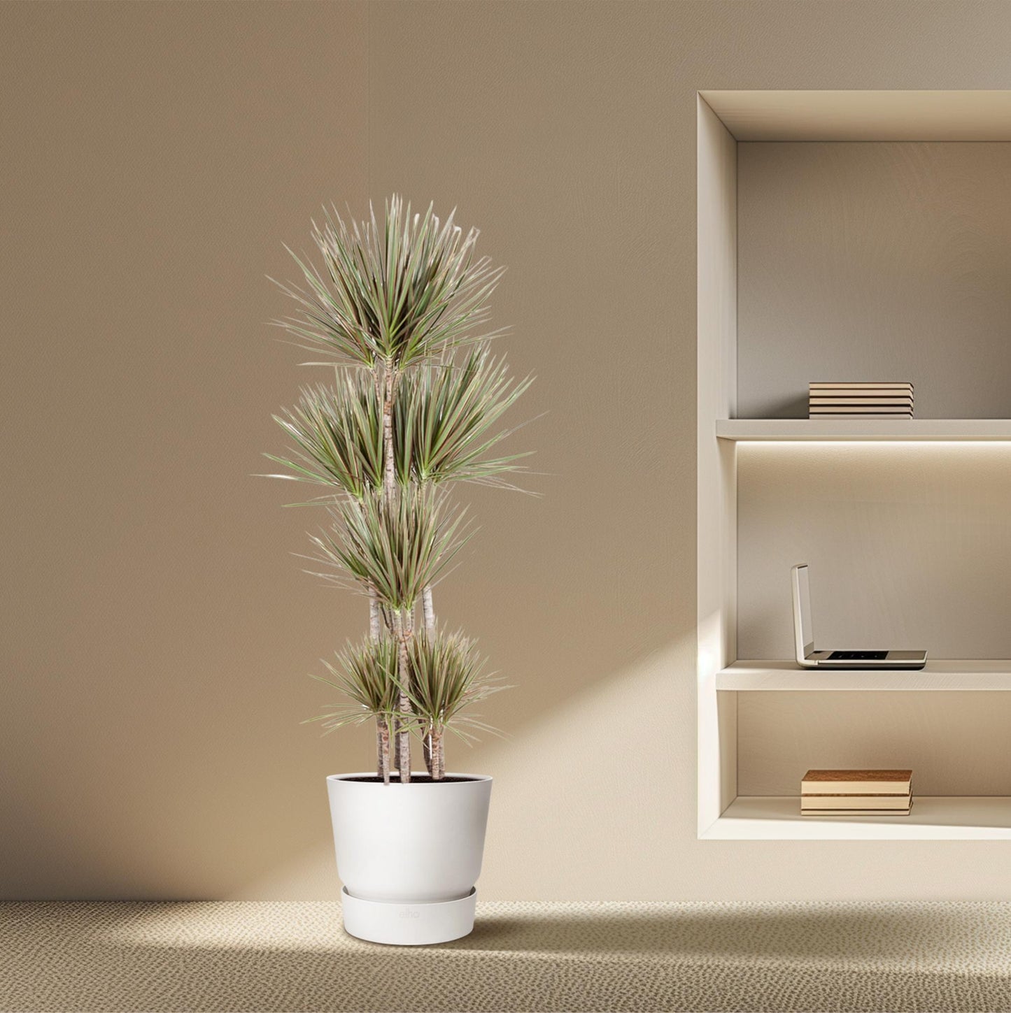 Dracaena Bicolor Carrousel - 190 cm - ø34