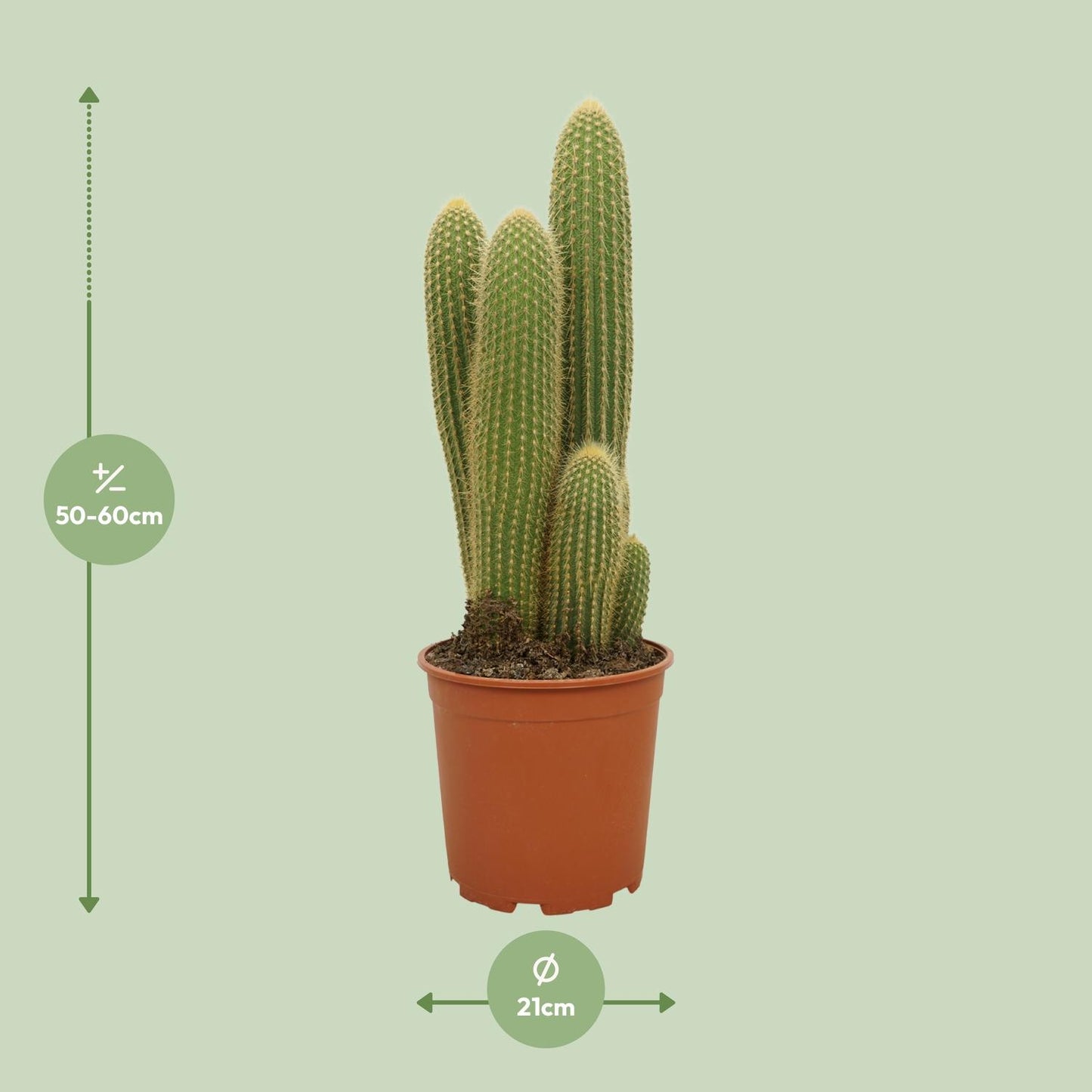 Vatricania Guentheri - Ø21cm - ↕55cm