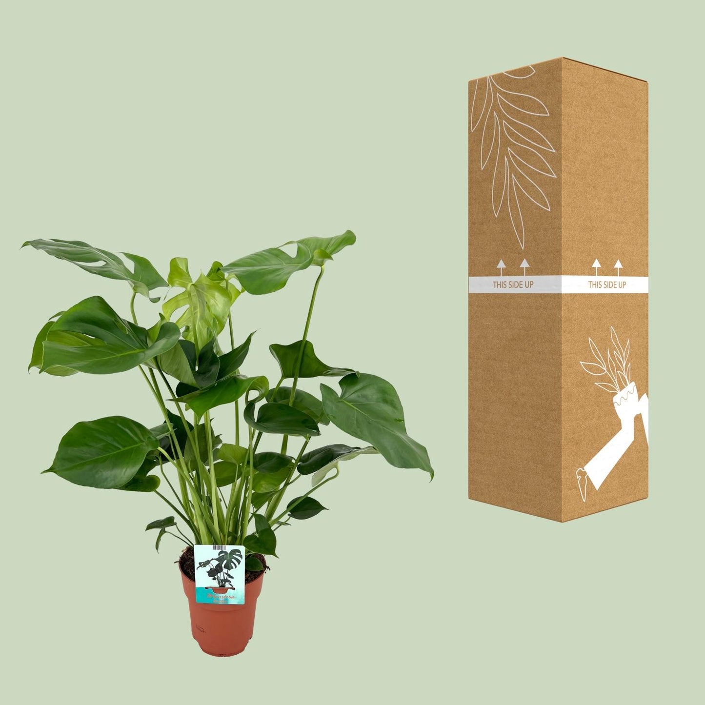 Monstera Deliciosa - Ø19cm - ↕60cm