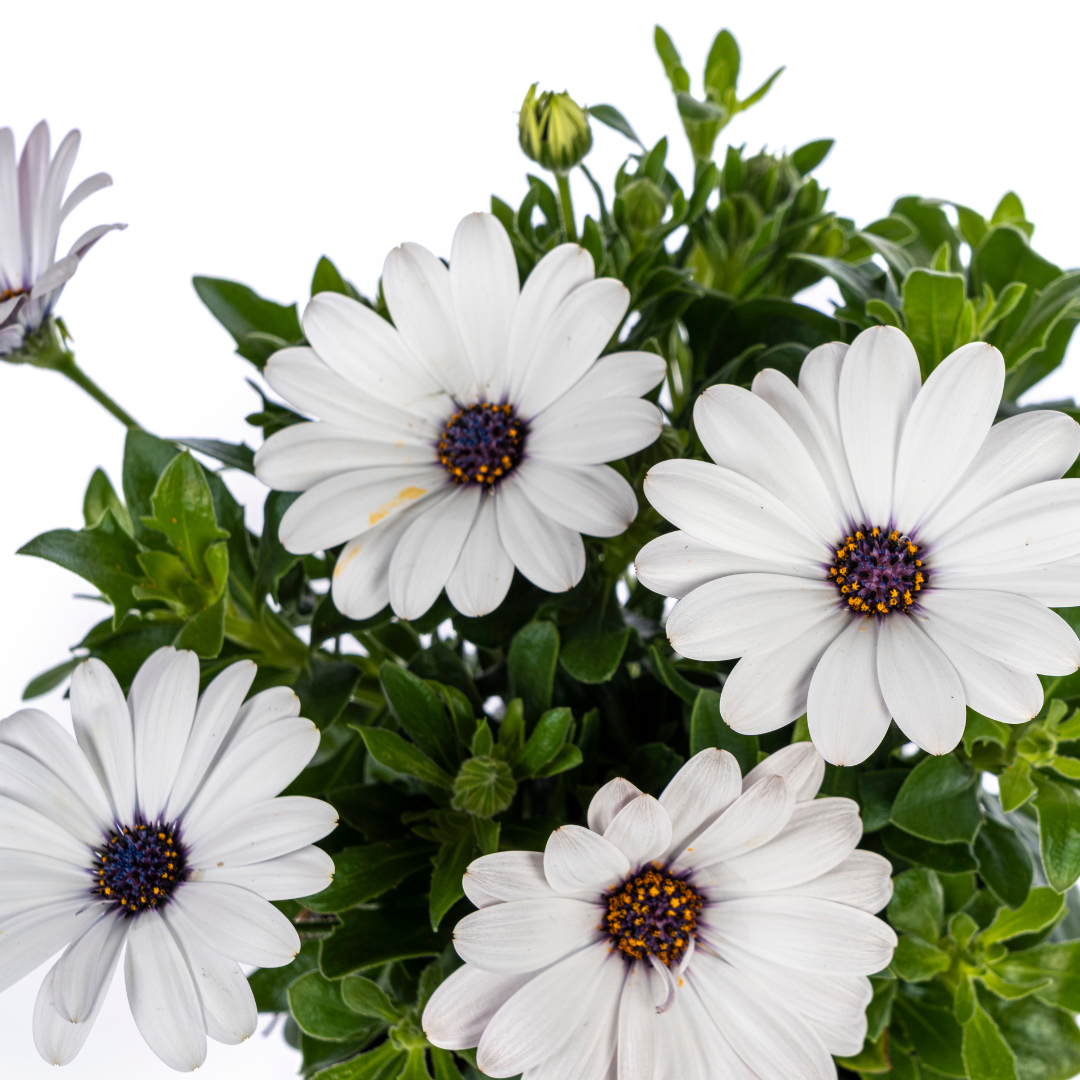 Osteospermum ecklonis Weiß Ø12 cm - ↕20 cm