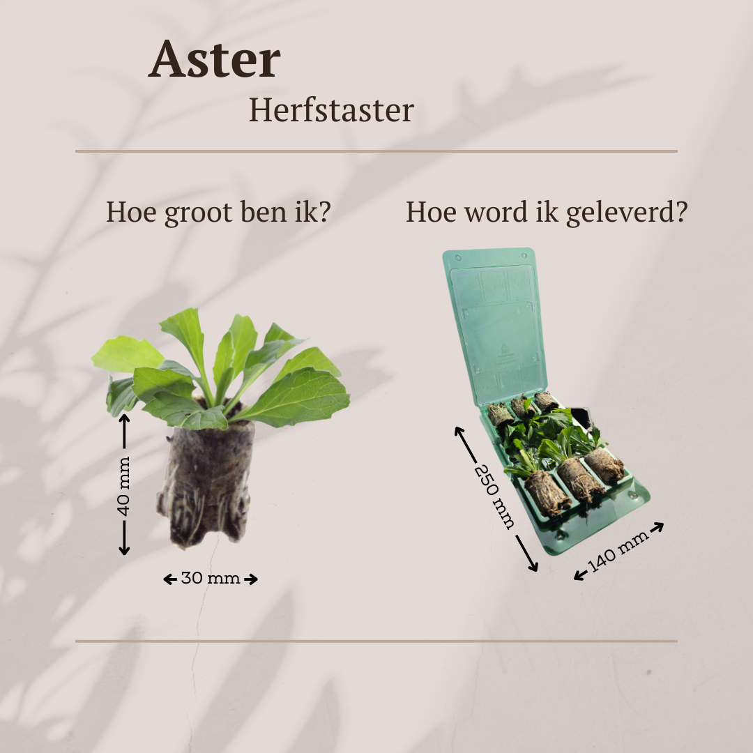 Aster – 6 Pluggen | Zelf Kweken & Genieten van een Kleurrijke Najaarstuin!
