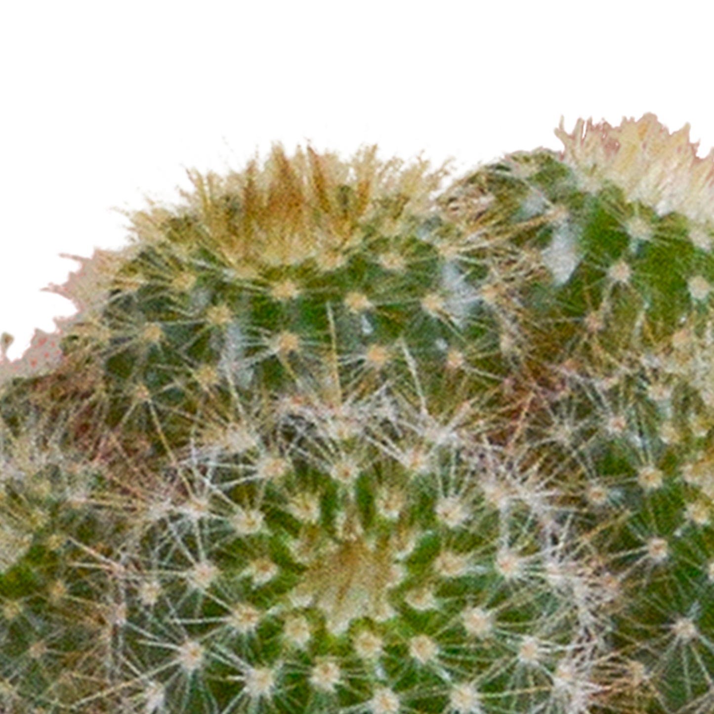 Cactus en vetplanten mix 5.5 cm | 15 stuks - in witte pot