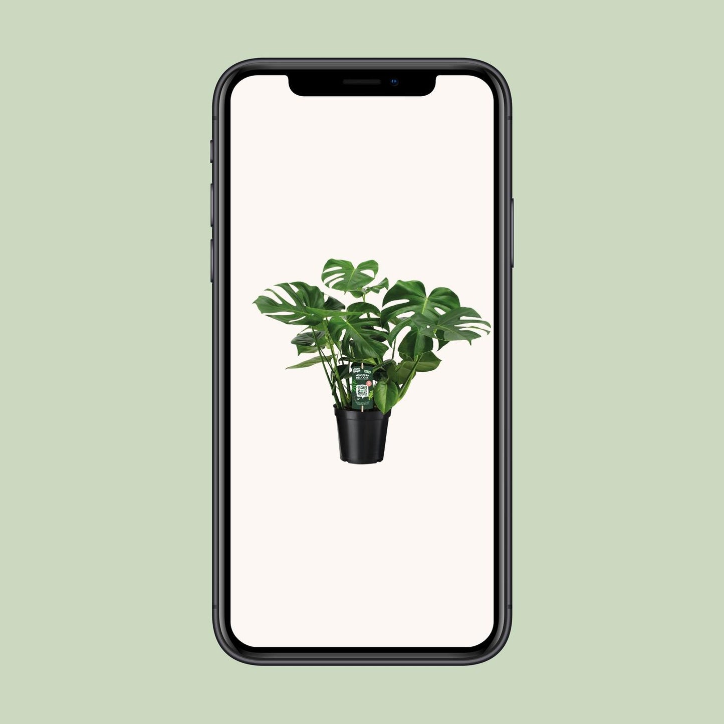 Monstera Deliciosa - Ø21cm - ↕65cm