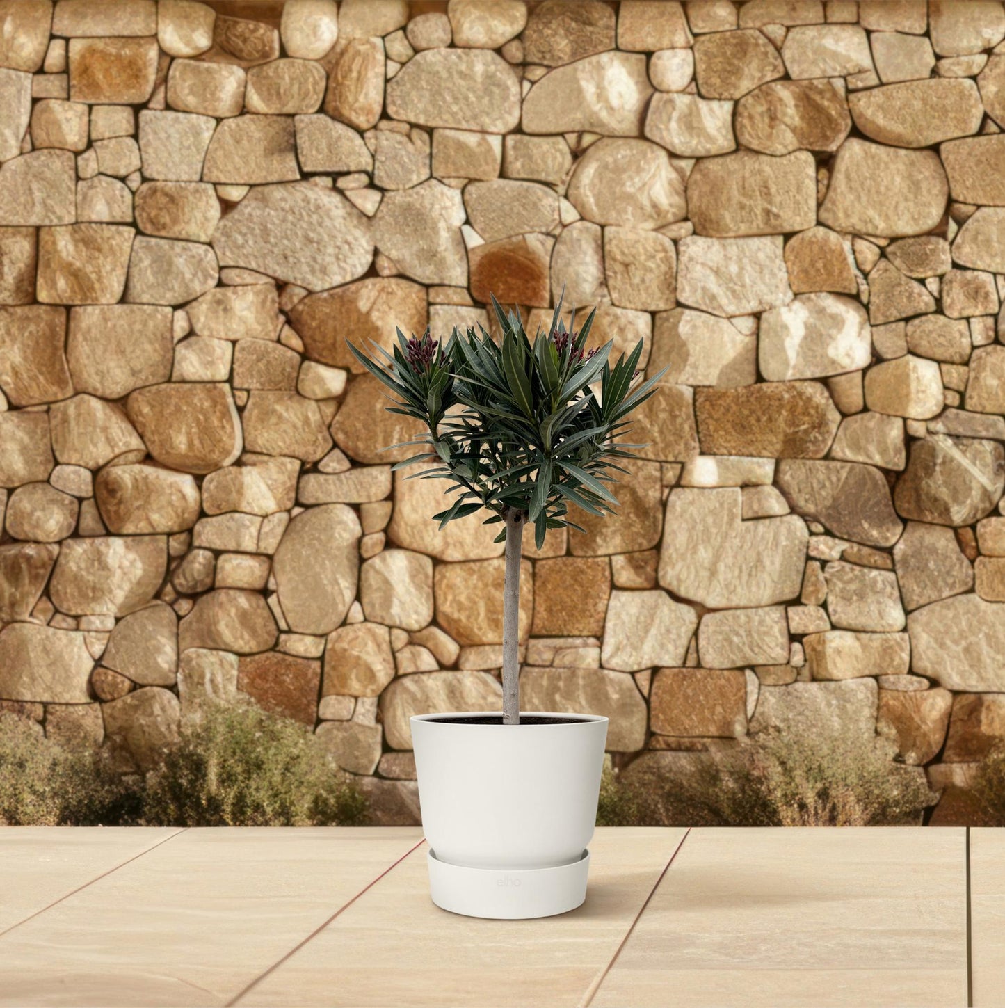 Nerium Oleander op stam met witte bloem - 90cm - Ø22