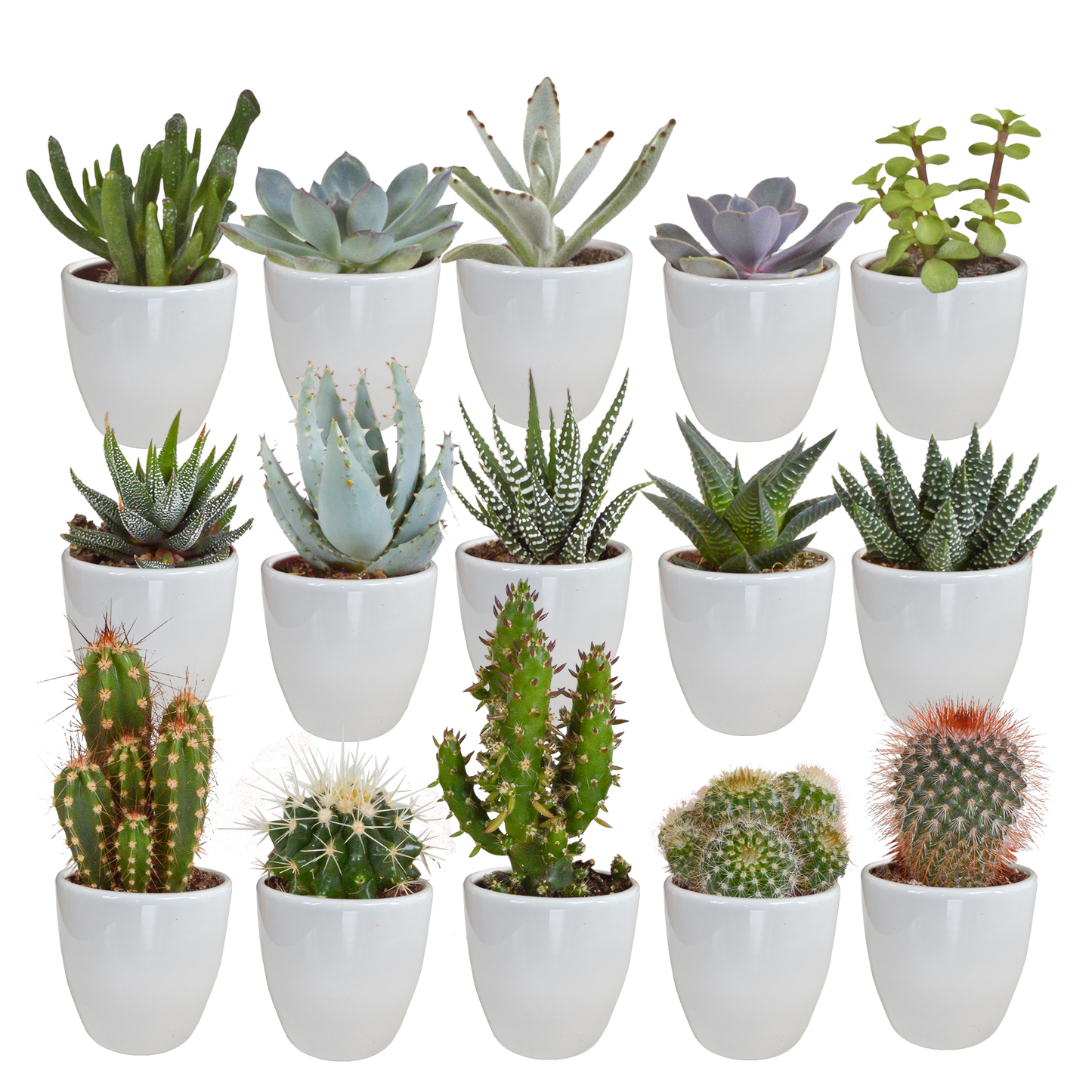 Cactus en vetplanten mix 5.5 cm | 15 stuks - in witte pot
