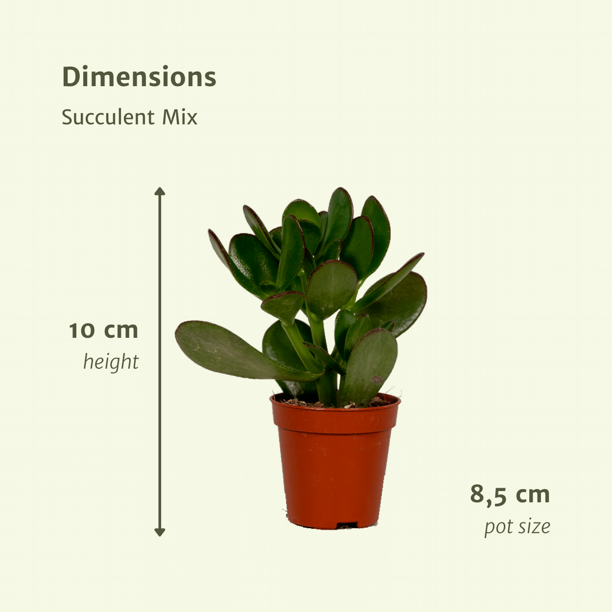 Succulenten Mix - 18 stuks - Ø8,5cm - ↕10 cm