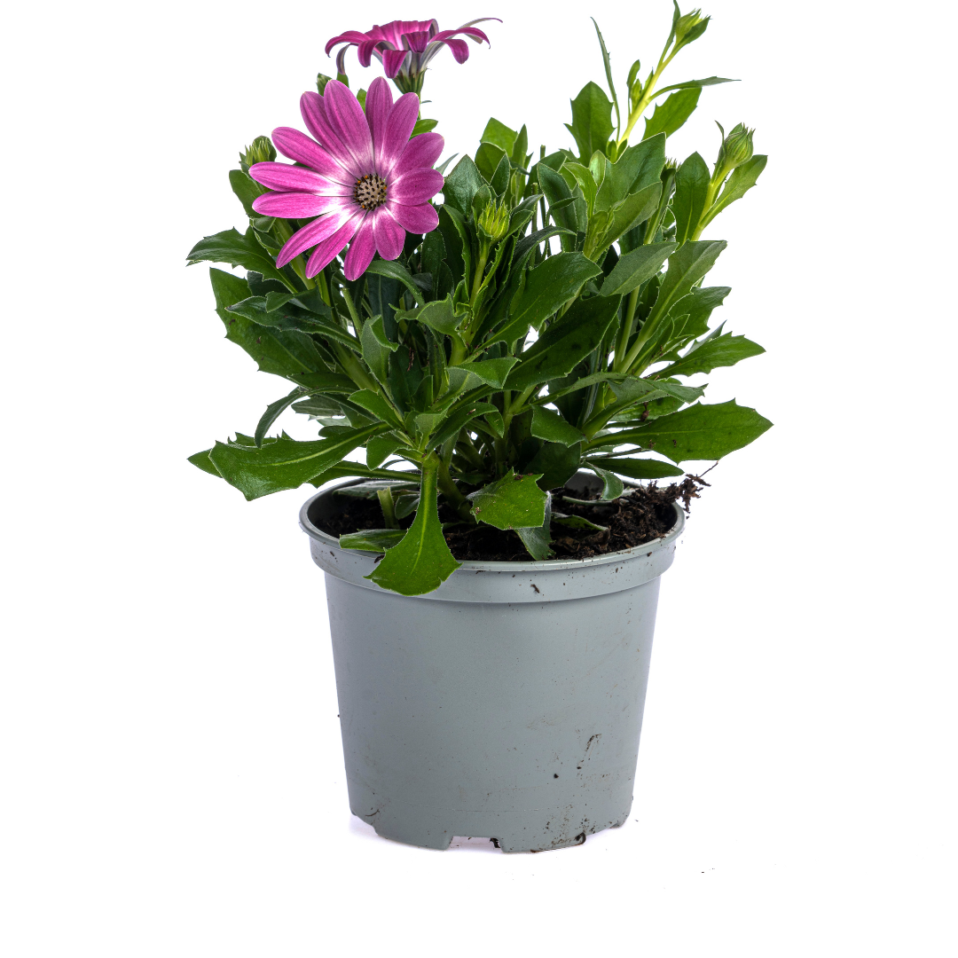 Osteospermum ecklonis Mix Ø12 cm - ↕20 cm