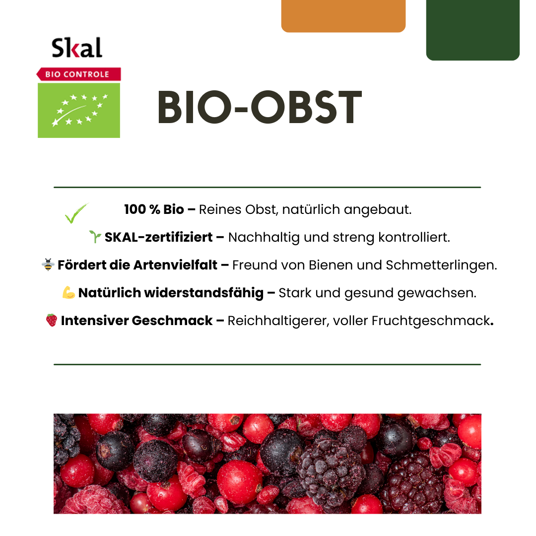 6 x Biologische Vijgenbomen - Ø 13 cm - ↨ 20 cm