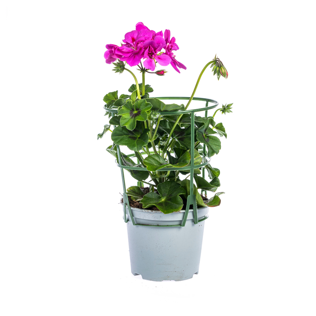 Pelargonium peltatum Mix Ø12 cm - ↕20 cm