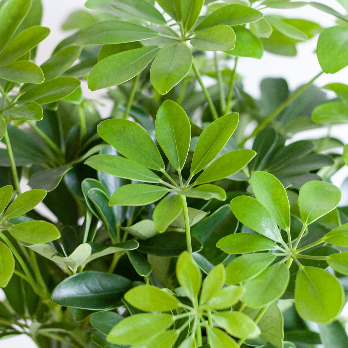 Schefflera Arab Nora met Mand Sofia naturel - 70cm - Ø21