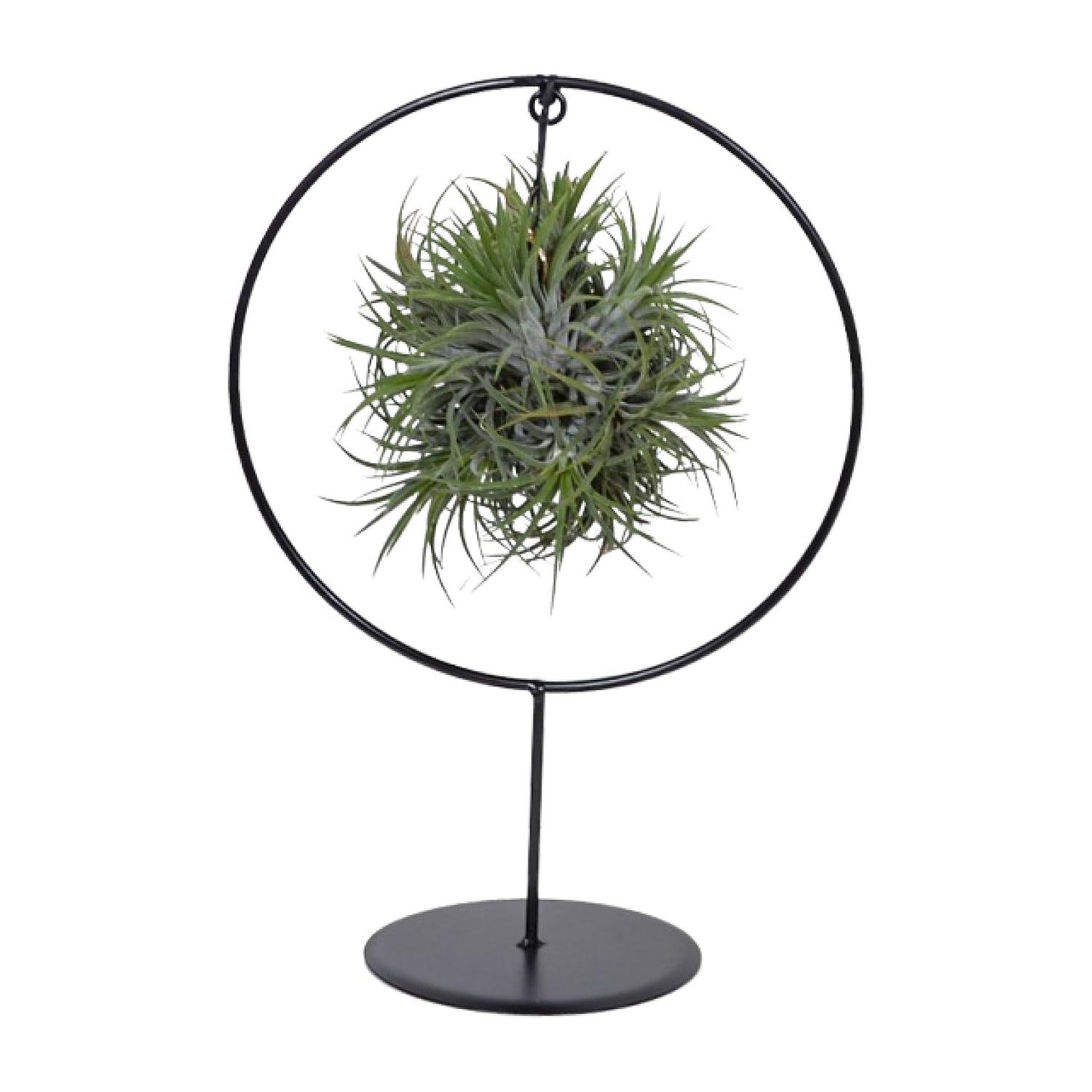 Tillandsia Ring Mix - Ø15cm - ↕35cm