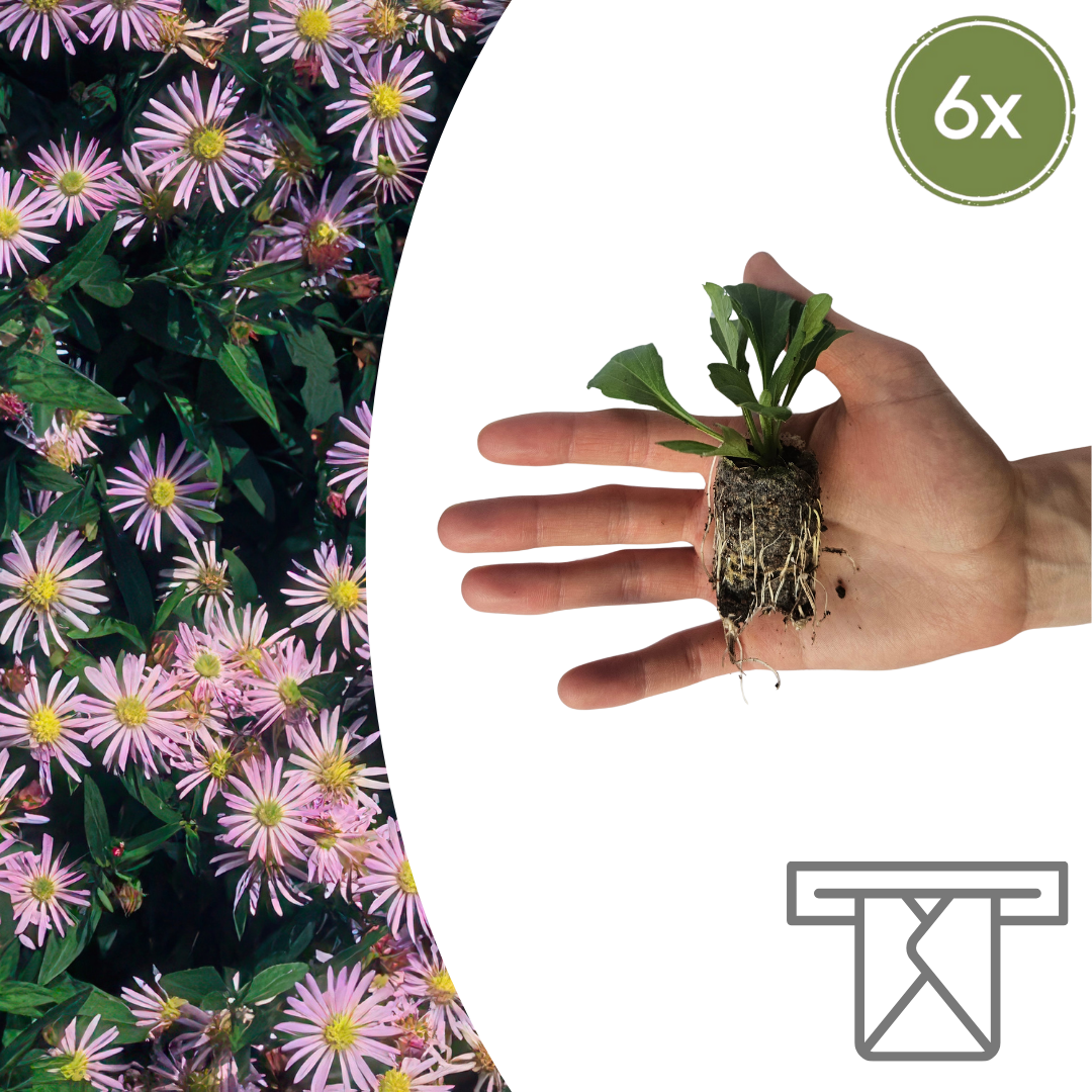Aster – 6 Pluggen | Zelf Kweken & Genieten van een Kleurrijke Najaarstuin!