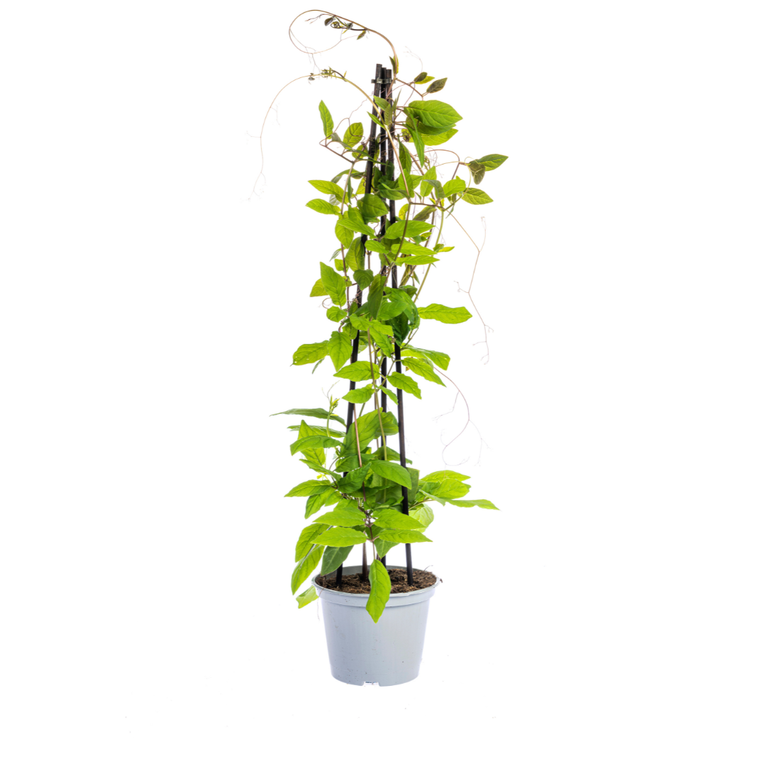 Mix aus Kletterpflanzen: Rhodochiton, Cobea, Lathyrus & Ipomoea Ø13 cm - ↕60 cm