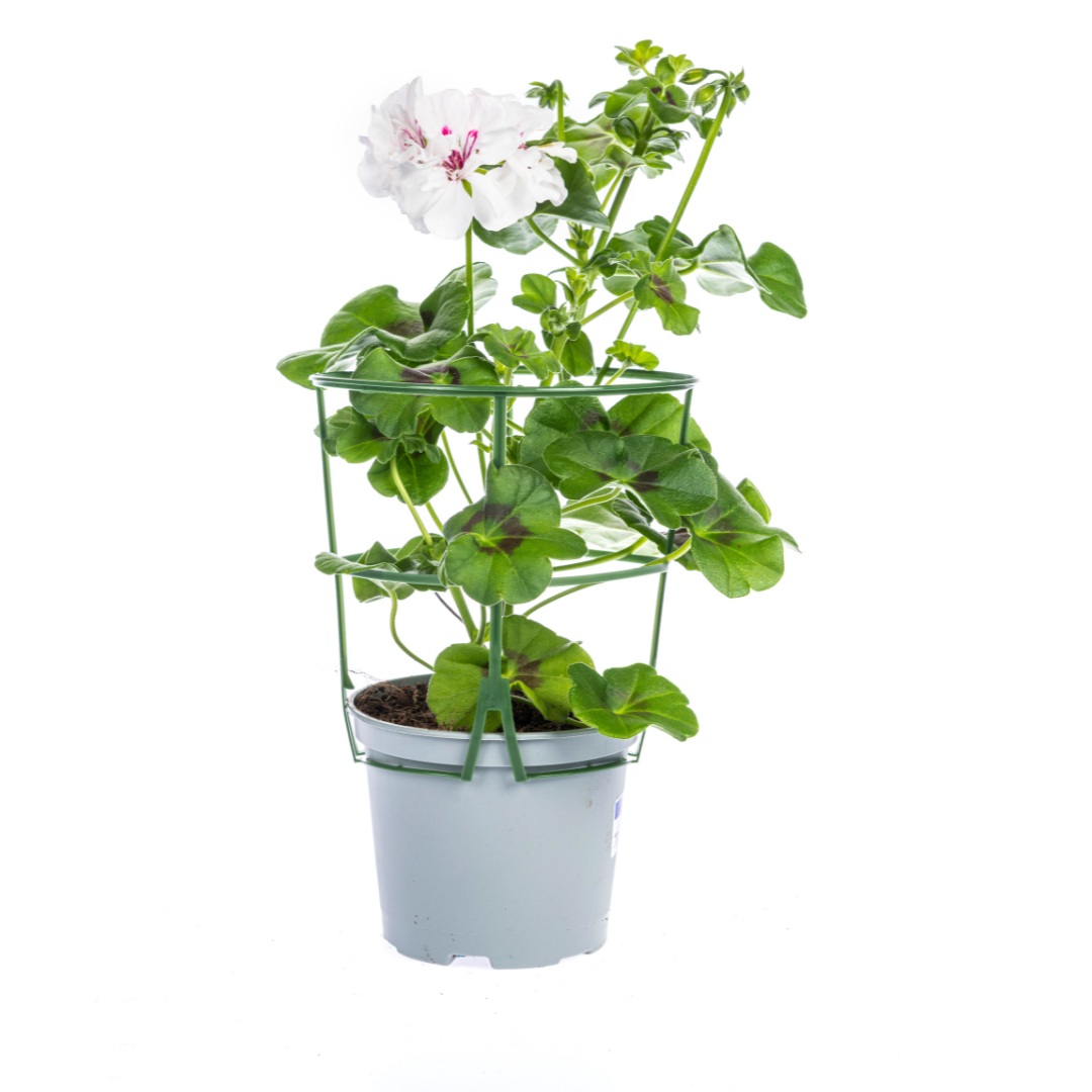 Pelargonium peltatum Mix Ø12 cm - ↕20 cm