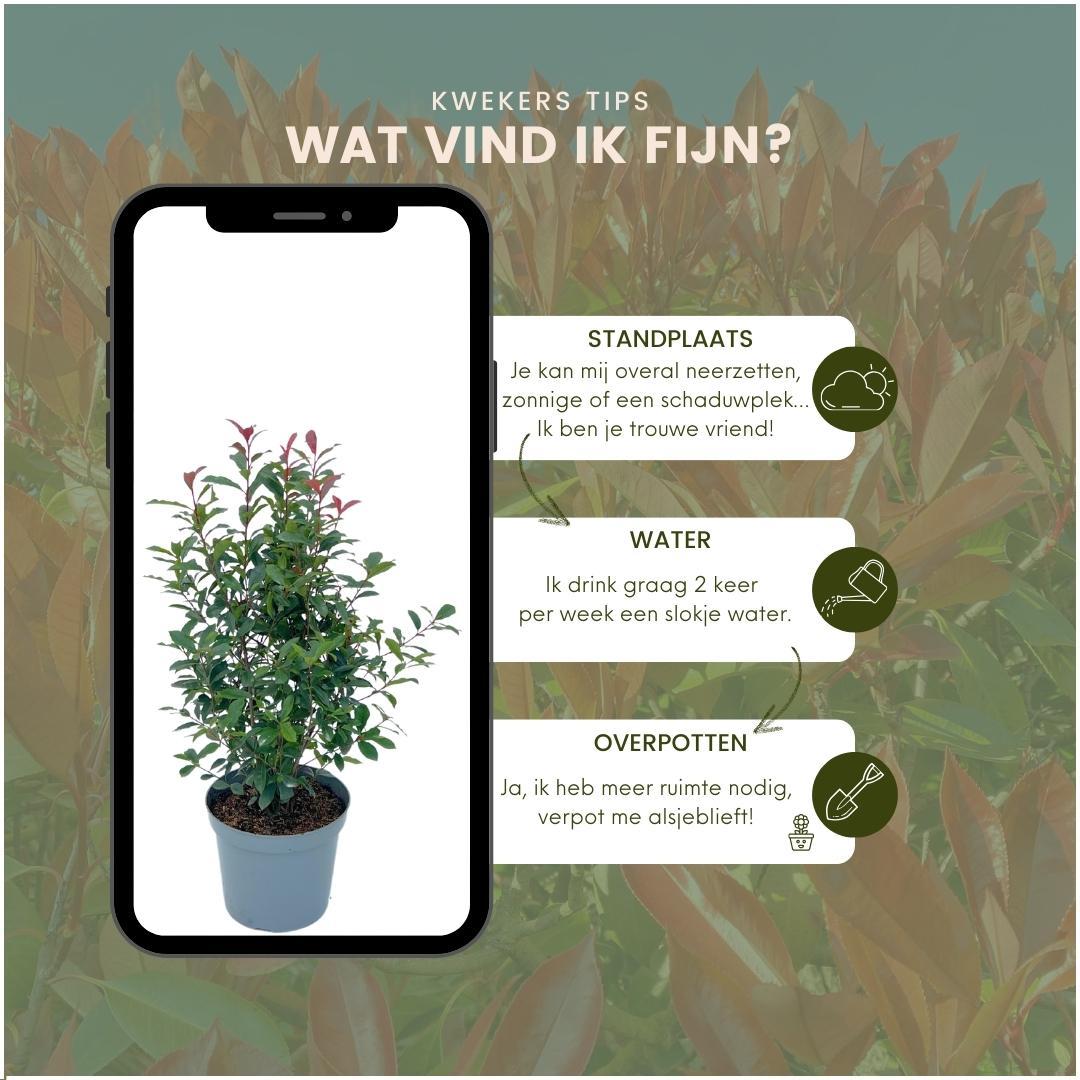 Grote Glansmispel planten voor 10 strekkende meter haag | - 12L - 20x | ↨ 125-150 cm - Carré Rouge