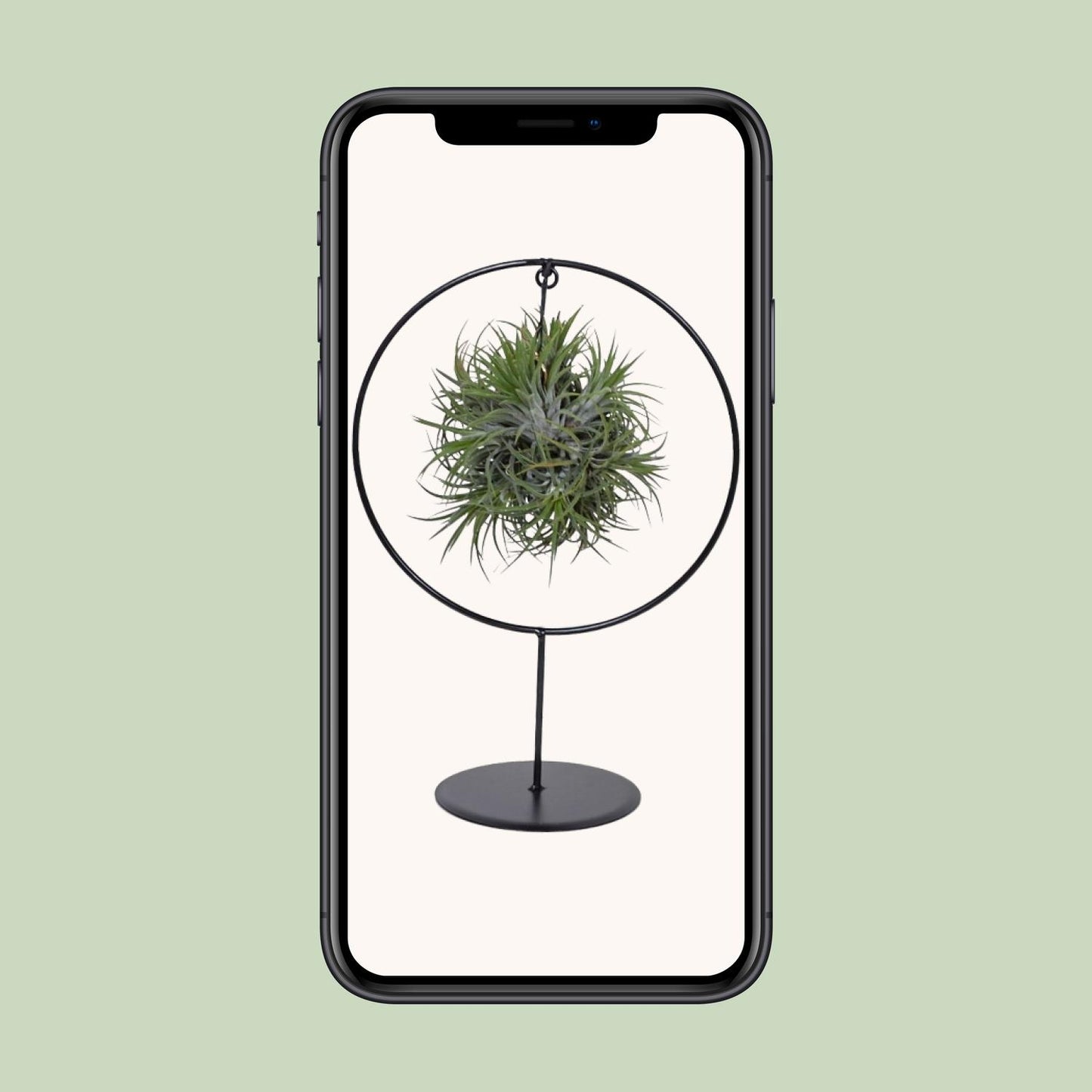 Tillandsia Ring Mix - Ø15cm - ↕35cm
