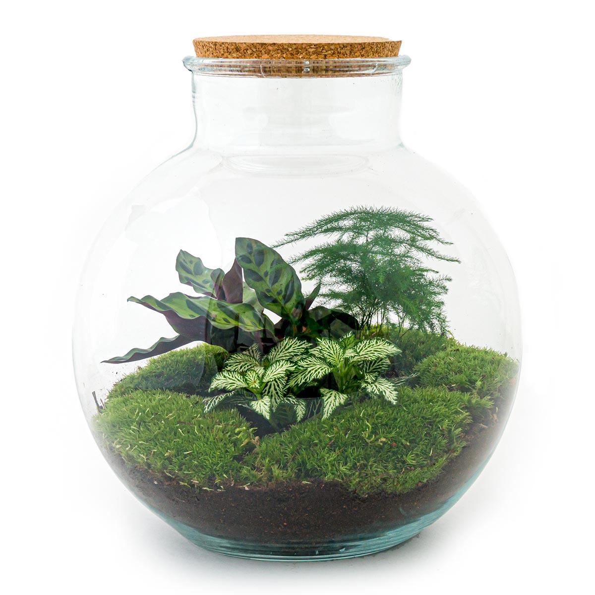 DIY terrarium - Bolder Bob - ↕ 30 cm - Rake + Shovel