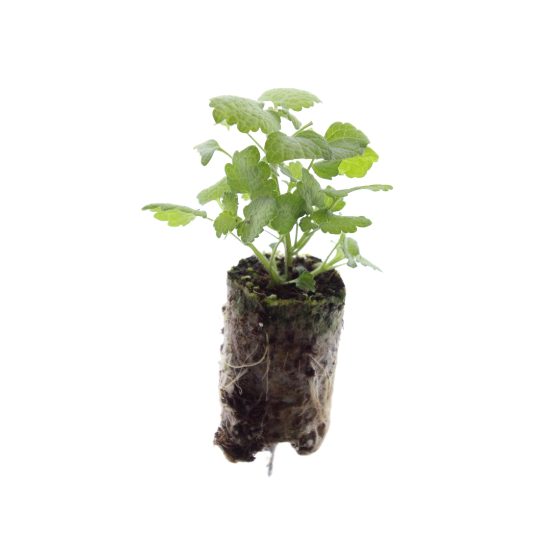 Lamium – 6 Pluggen | Kweek & Geniet van een Prachtige Bodembedekker