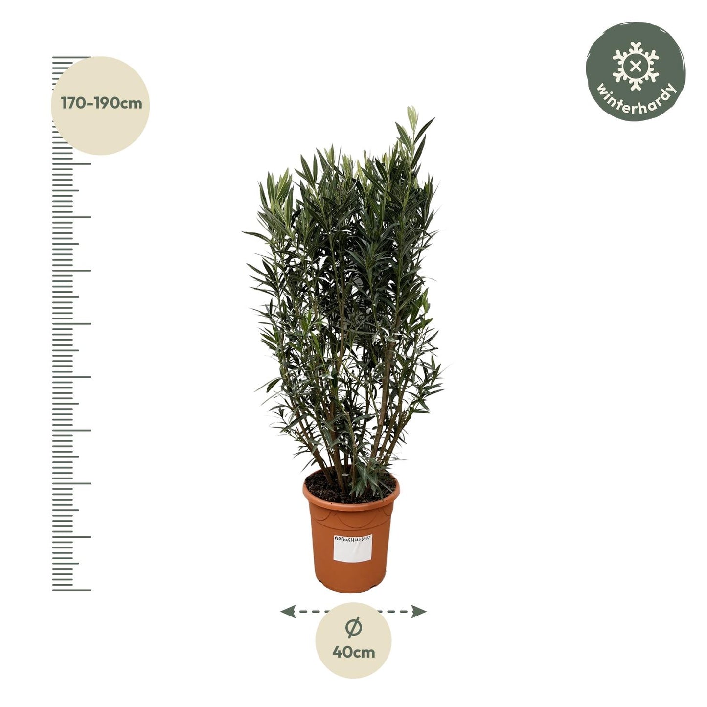 Nerium Oleander struik - 180cm- Ø40