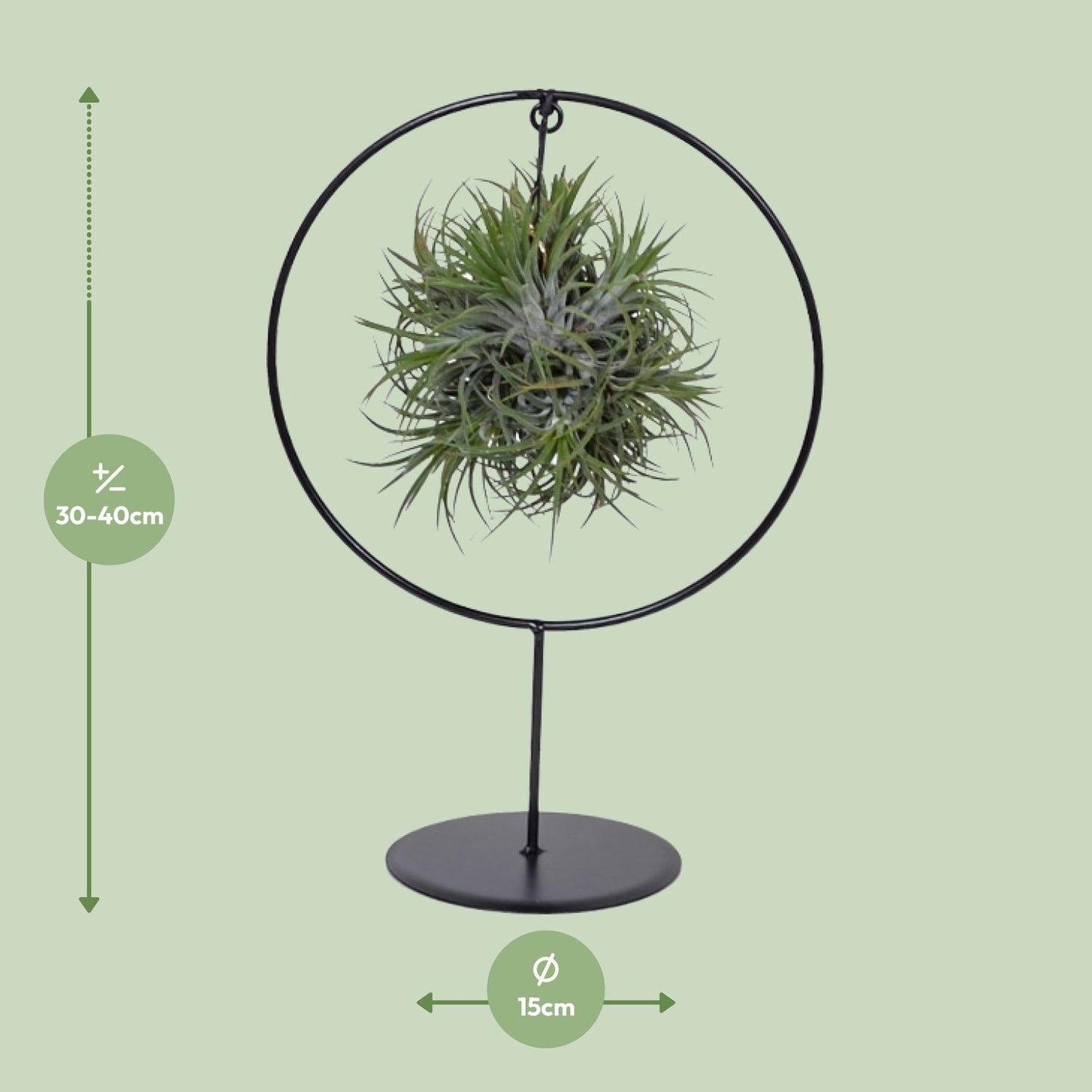 Tillandsia Ring Mix - Ø15cm - ↕35cm