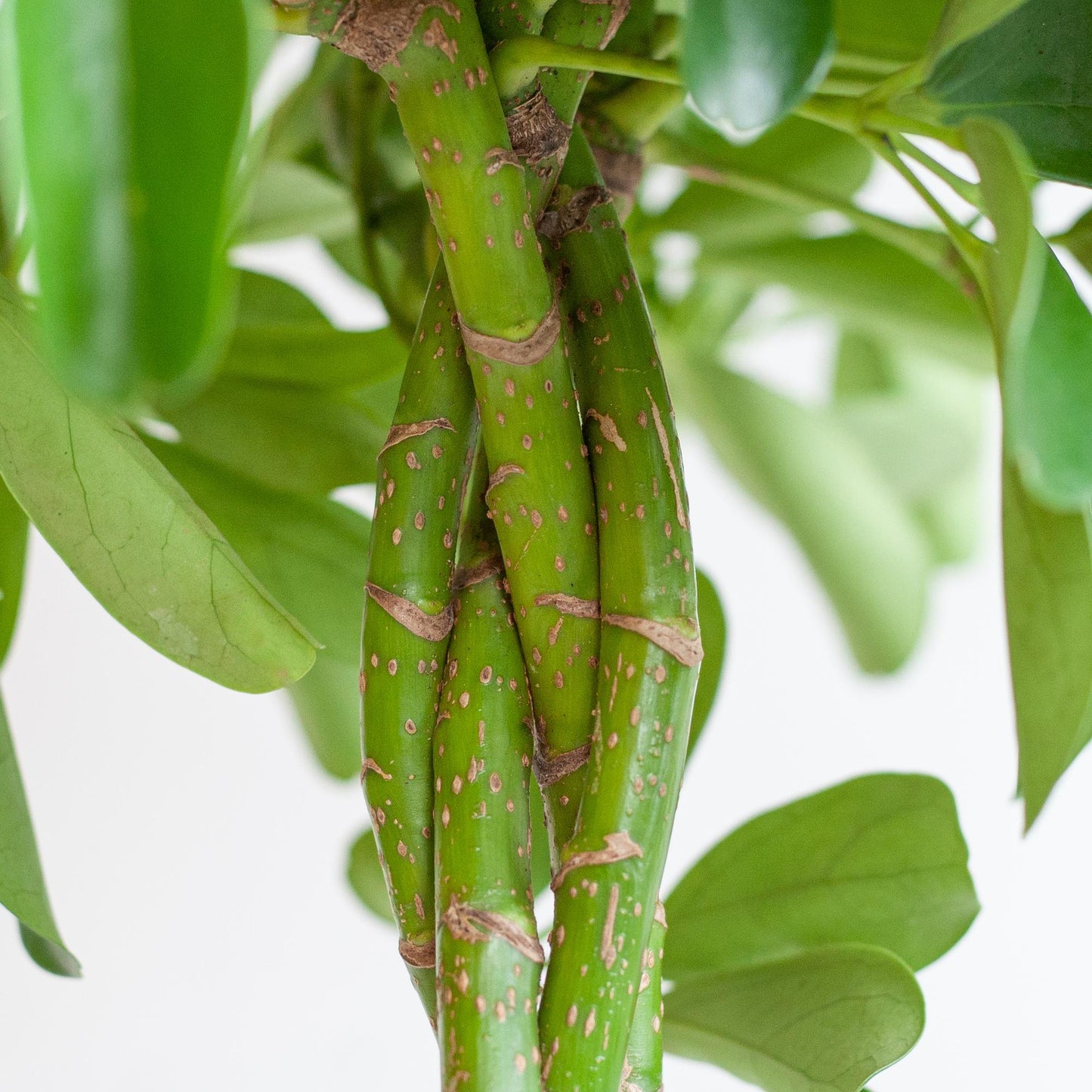 Schefflera Arab Nora met Viber wit - 70cm - Ø21