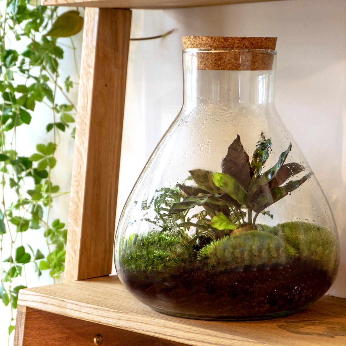 Terrarium bottle - Model: Sammie - Closed terrarium ↑ 26,5 cm