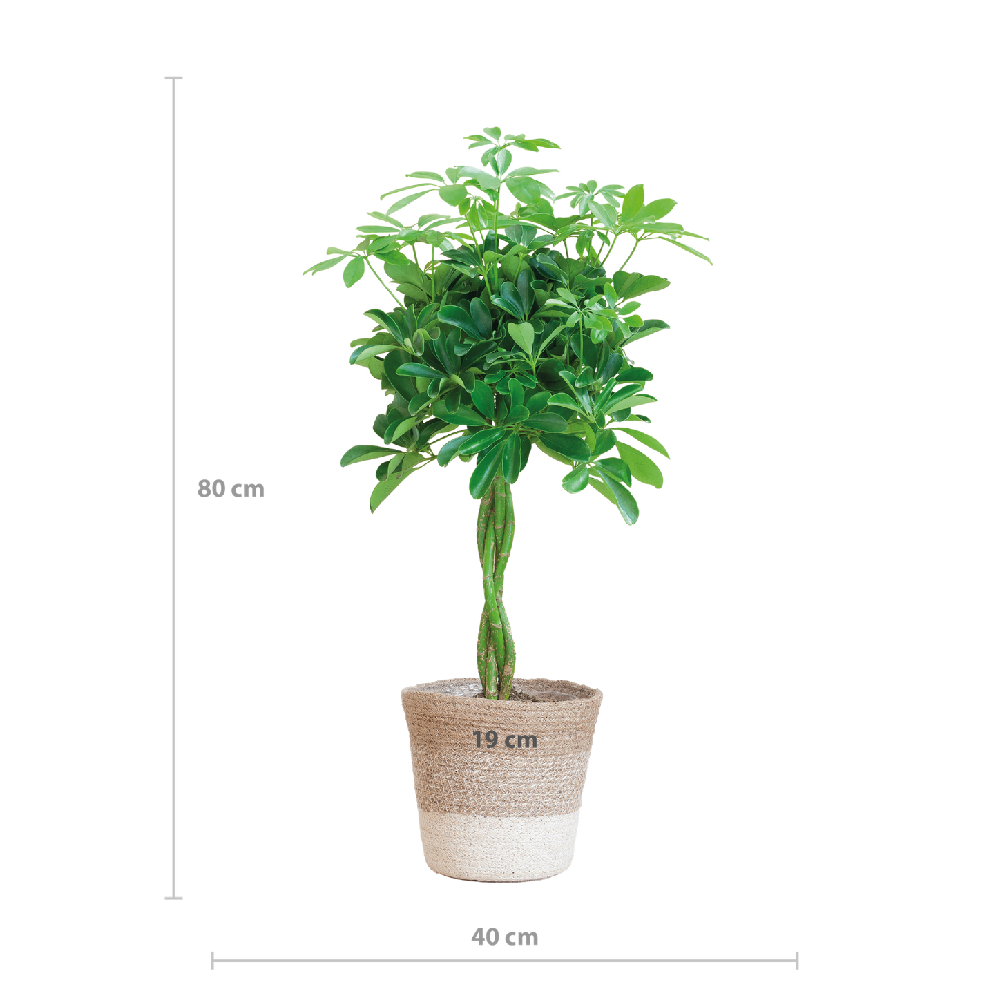 Schefflera Arab Nora met Mand Lissabon wit - 70cm - Ø21