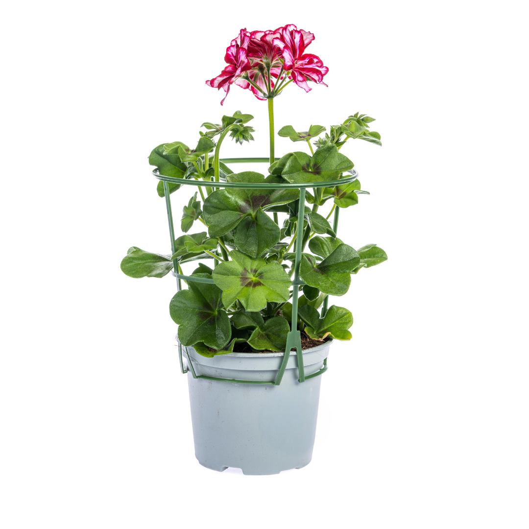 Pelargonium peltatum Mix Ø12 cm - ↕20 cm