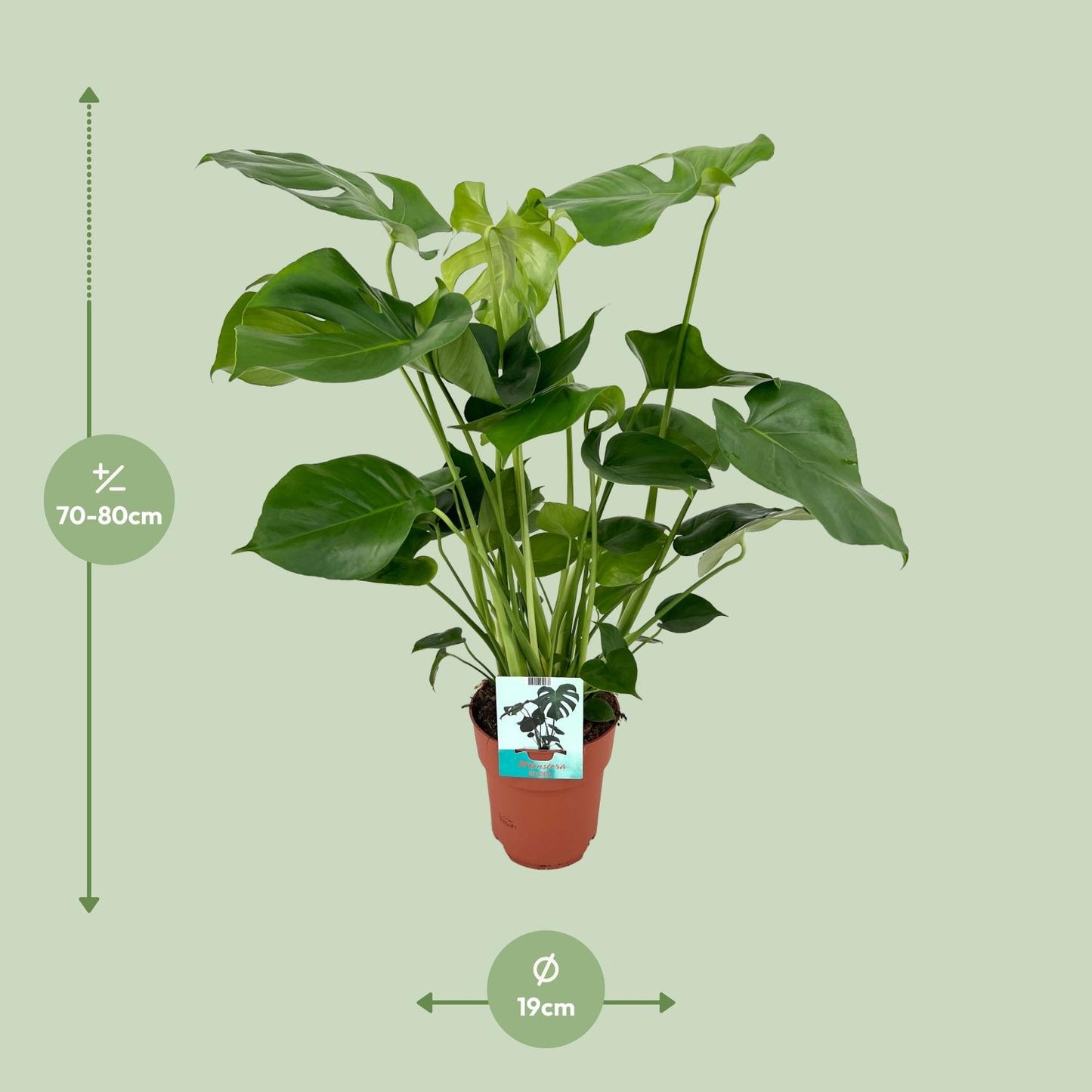 Monstera Deliciosa - Ø19cm - ↕60cm