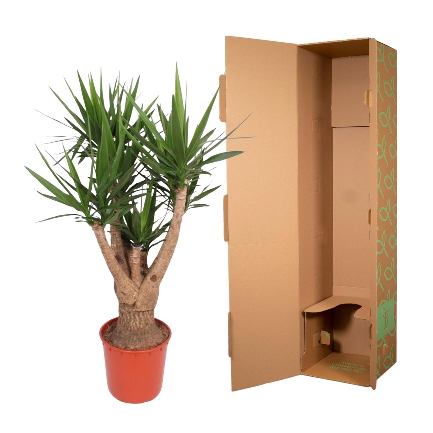 Yucca Elephantipes vertakt - 160 cm - ø32