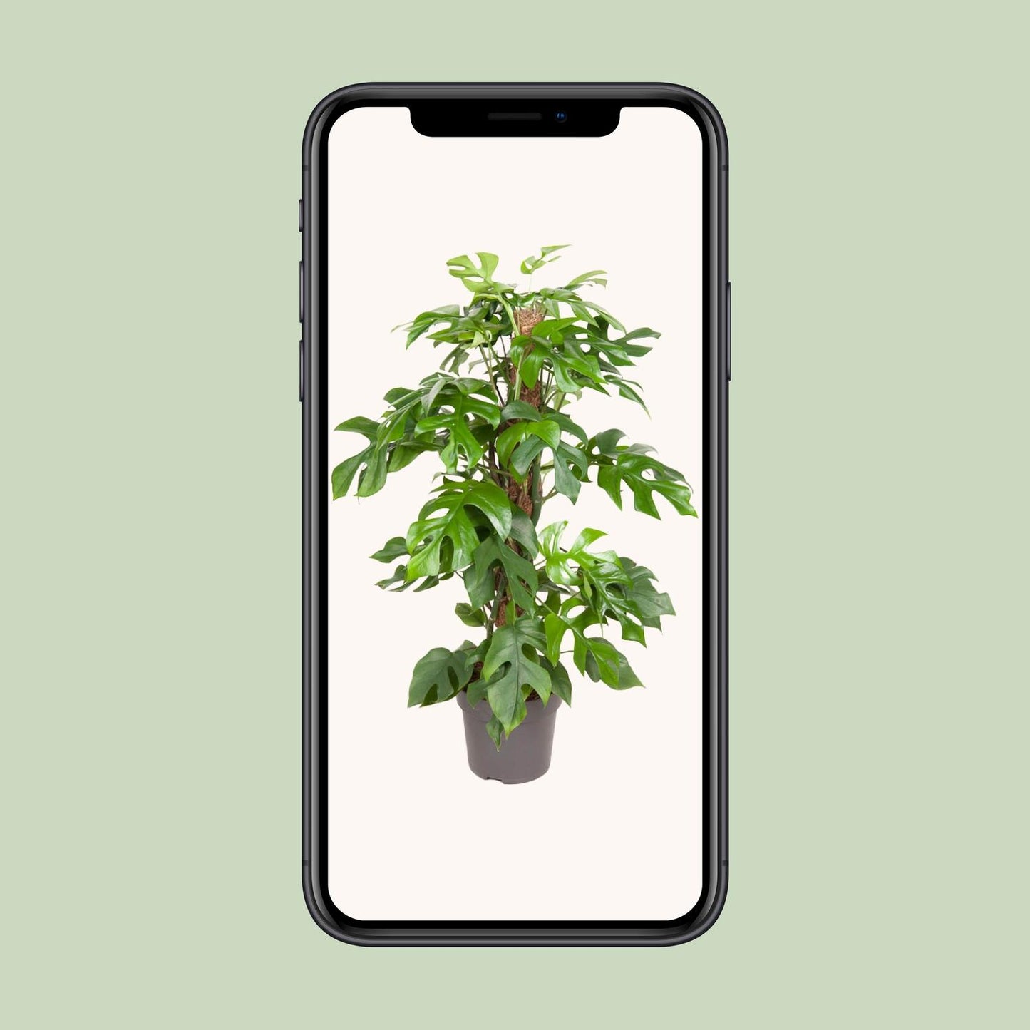 Monstera Minima - Ø19cm - ↕80cm