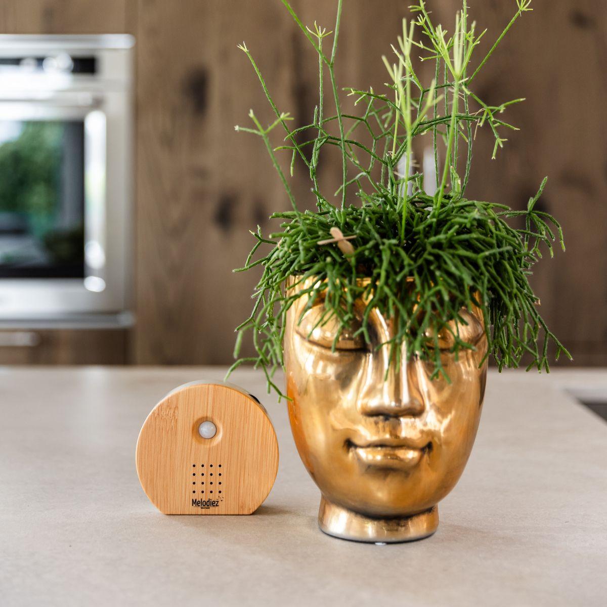 Melodiez music box - Hout