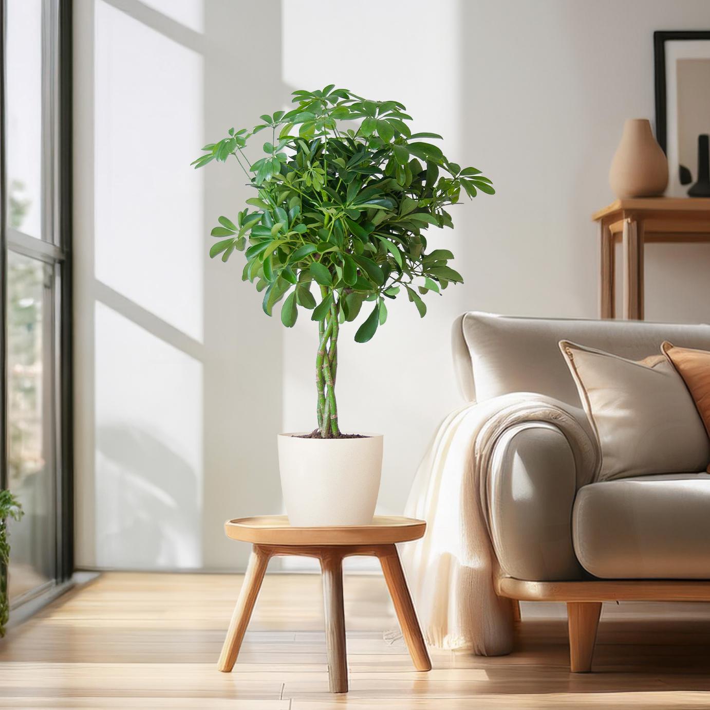 Schefflera Arab Nora met Viber wit - 70cm - Ø21
