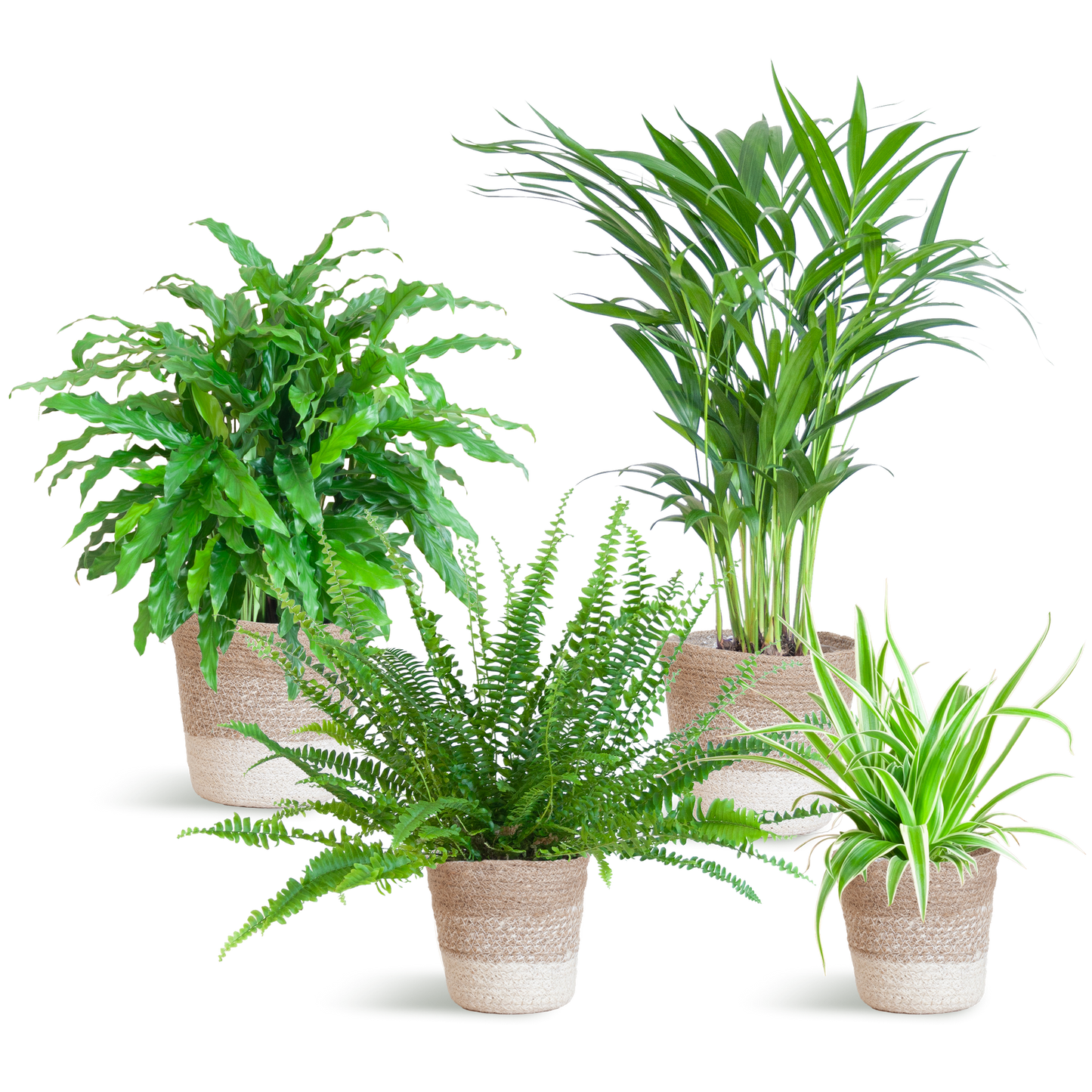 Diervriendelijke plantenset