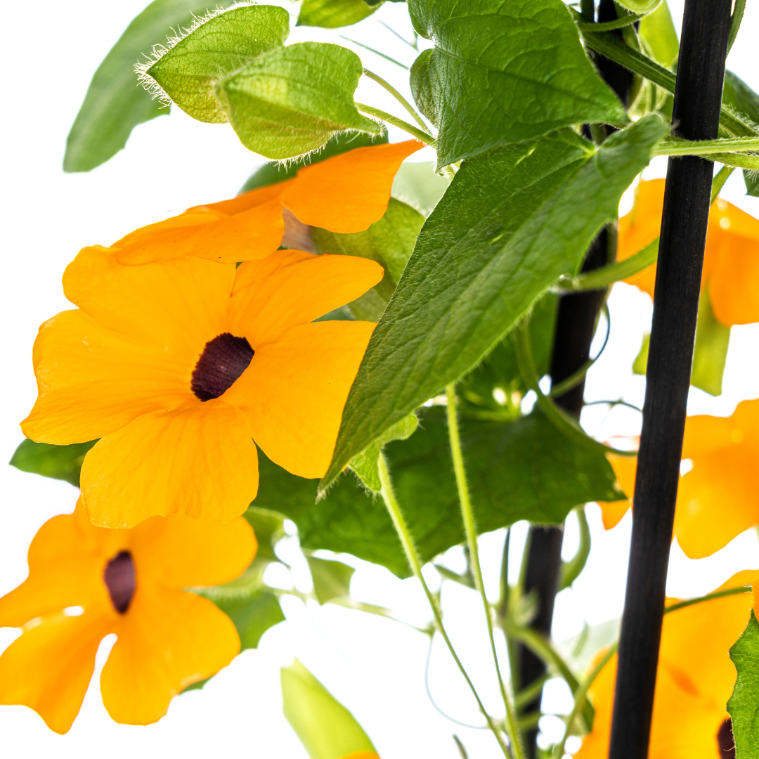 Thunbergia alata Sunny Susy New Orange Ø13 cm - ↕60 cm