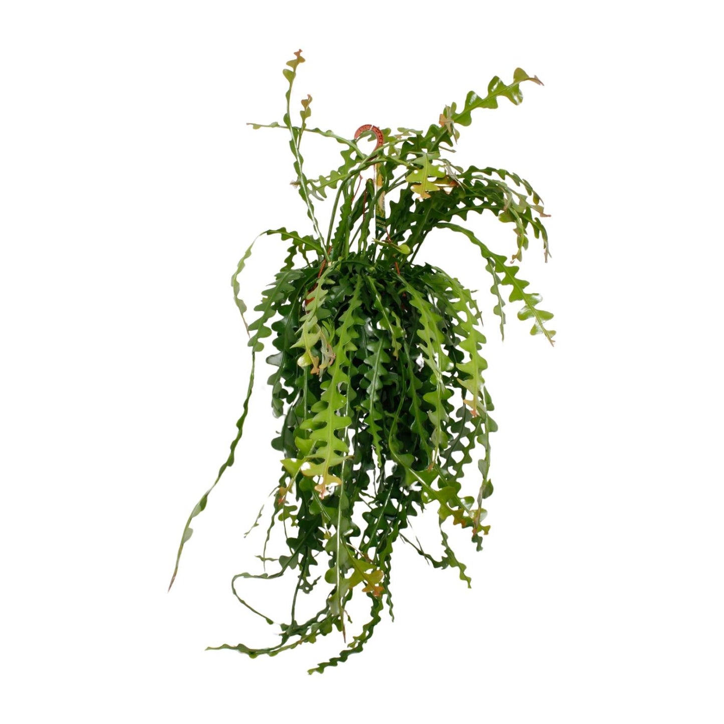 Ephiphyllum Anguliger - Ø21cm - ↕50cm