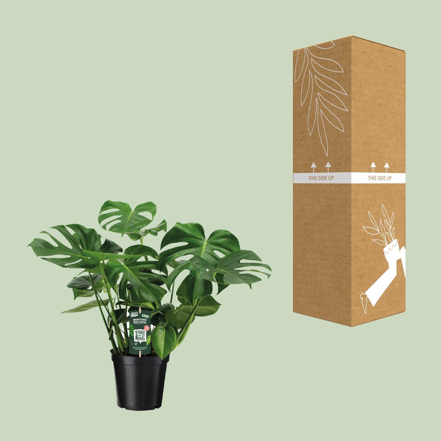 Monstera Deliciosa - Ø21cm - ↕65cm