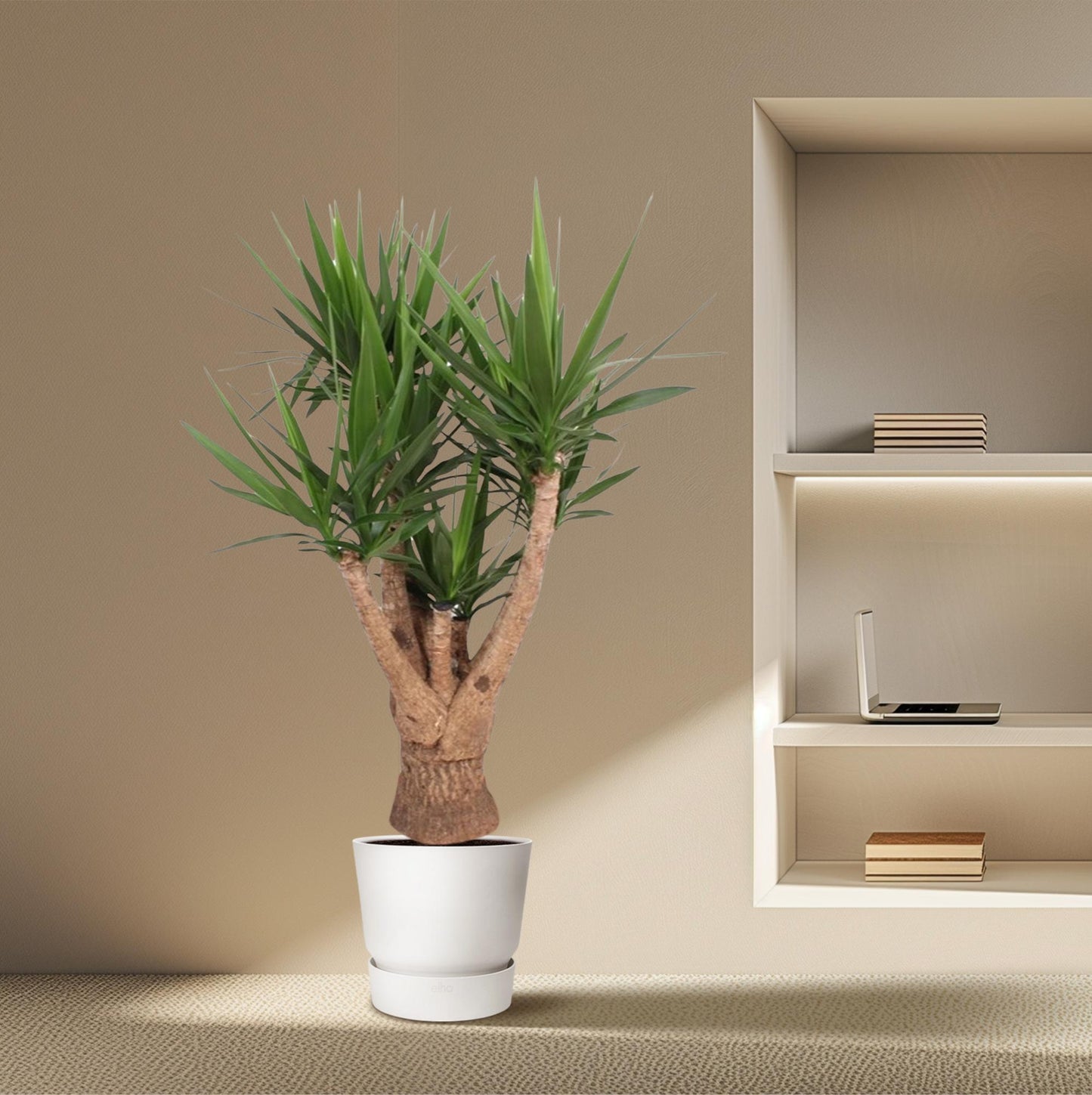 Yucca Elephantipes vertakt - 160 cm - ø32