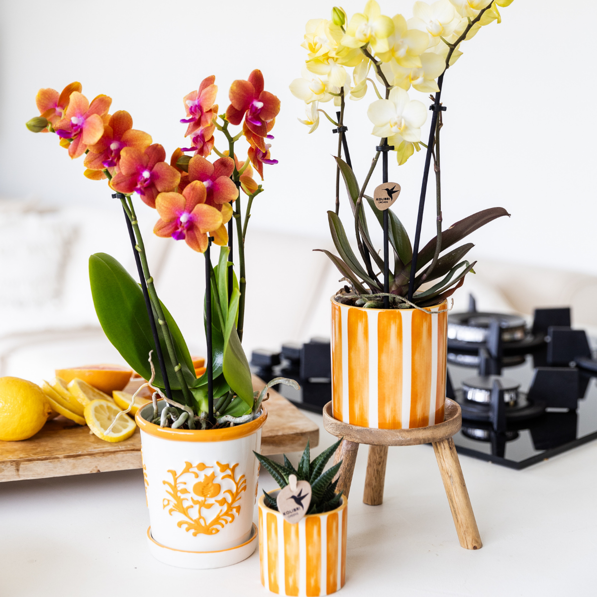 Kolibri Home | Painted stripe - Orange - Ø6cm