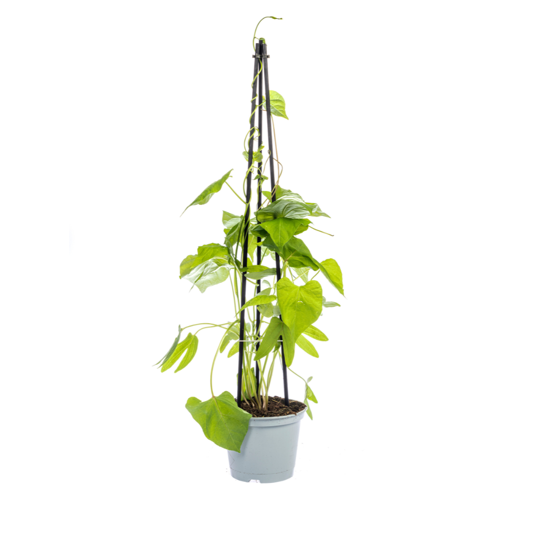 Mix aus Kletterpflanzen: Rhodochiton, Cobea, Lathyrus & Ipomoea Ø13 cm - ↕60 cm